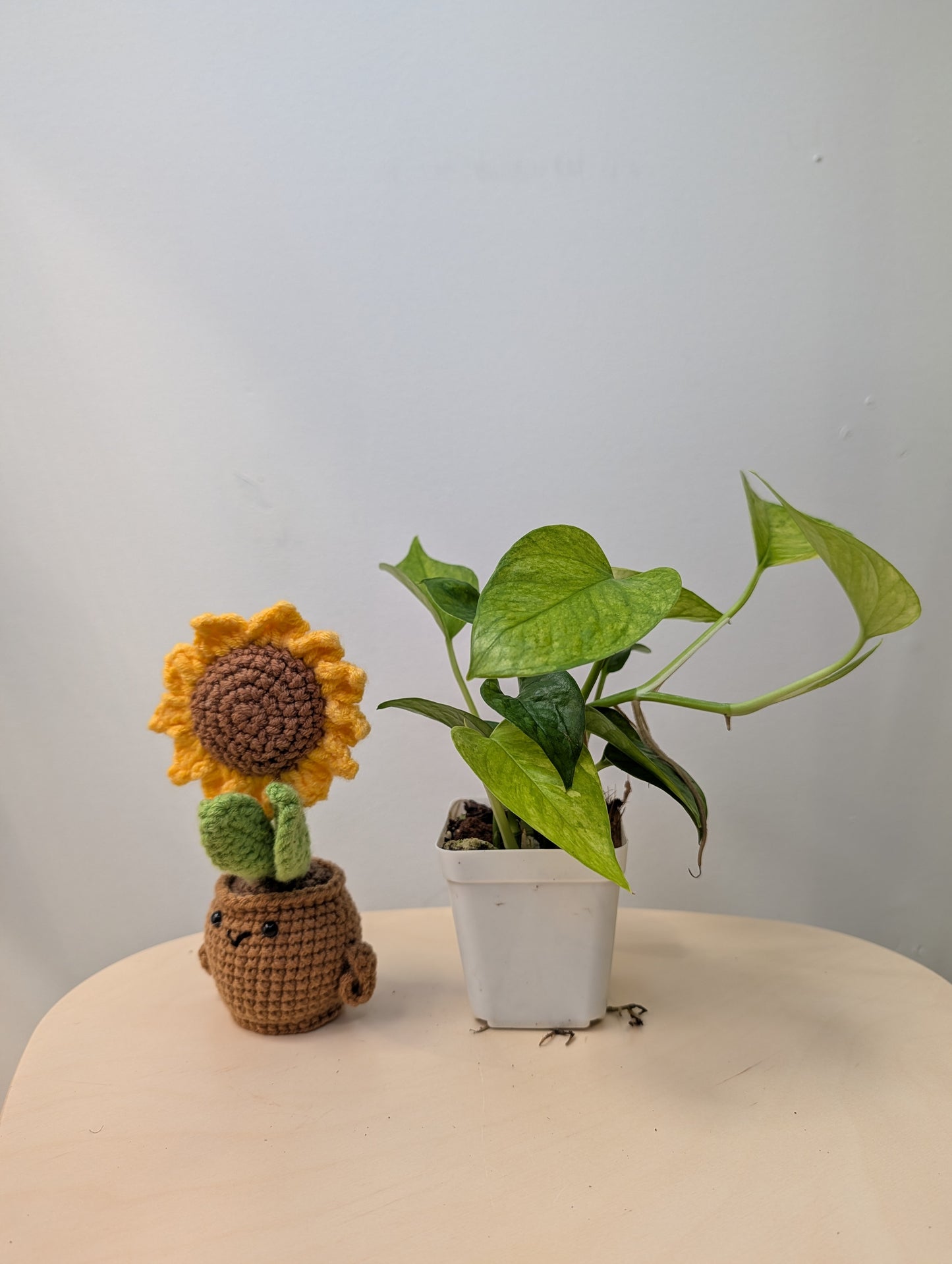 Pothos Jessenia / uncommon color