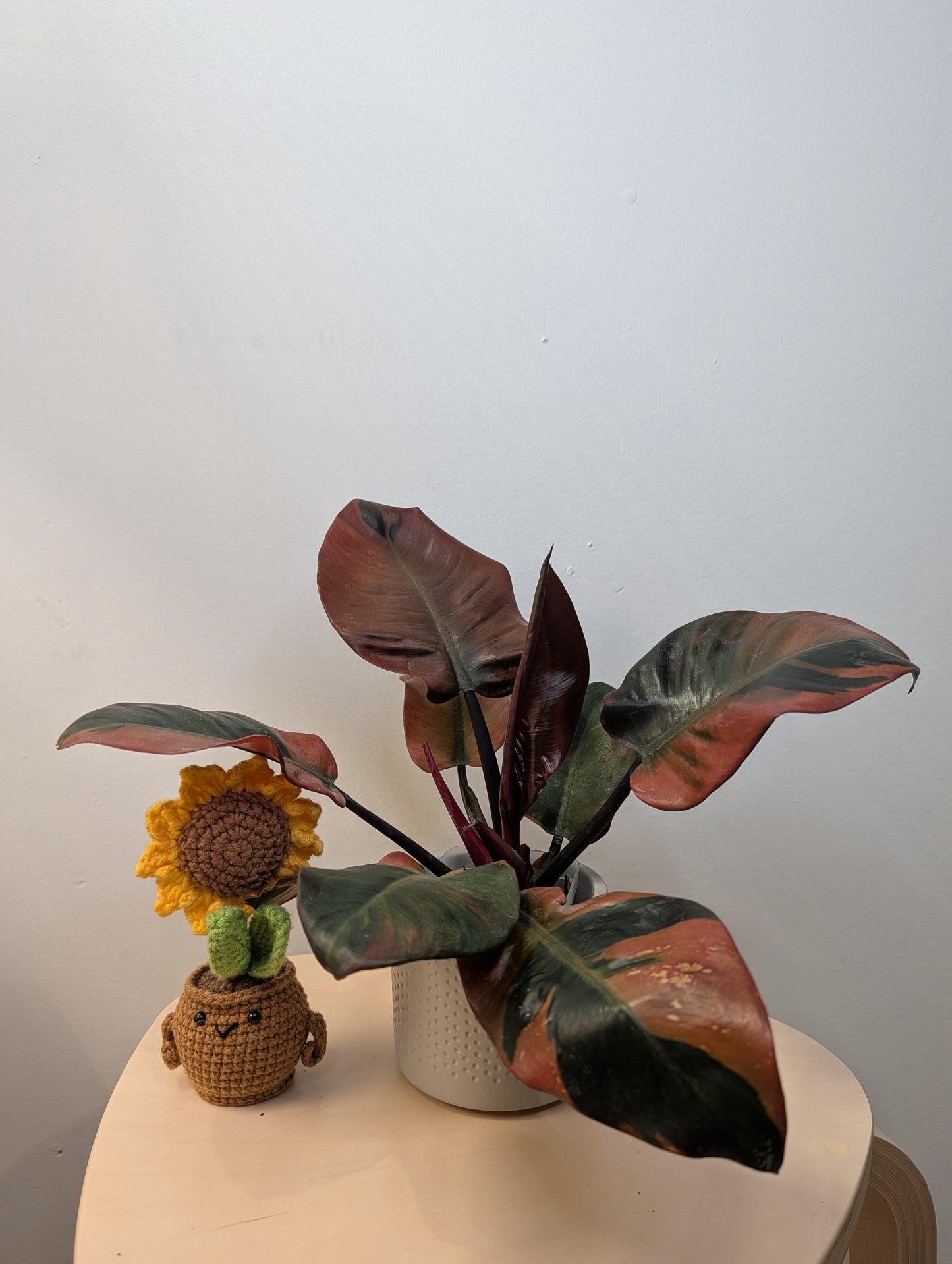 Philodendron Black Cardinal variegated
