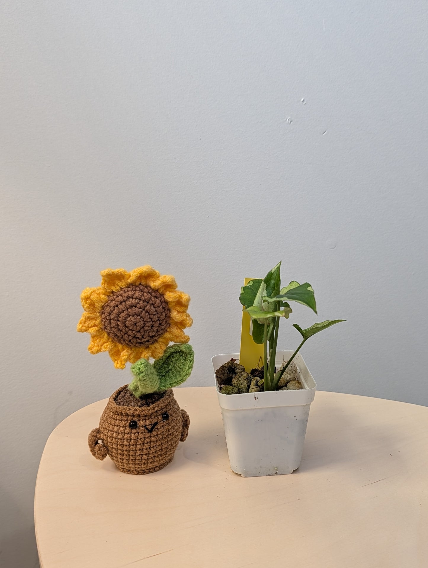 Syngonium green eclipse (grower's choice)