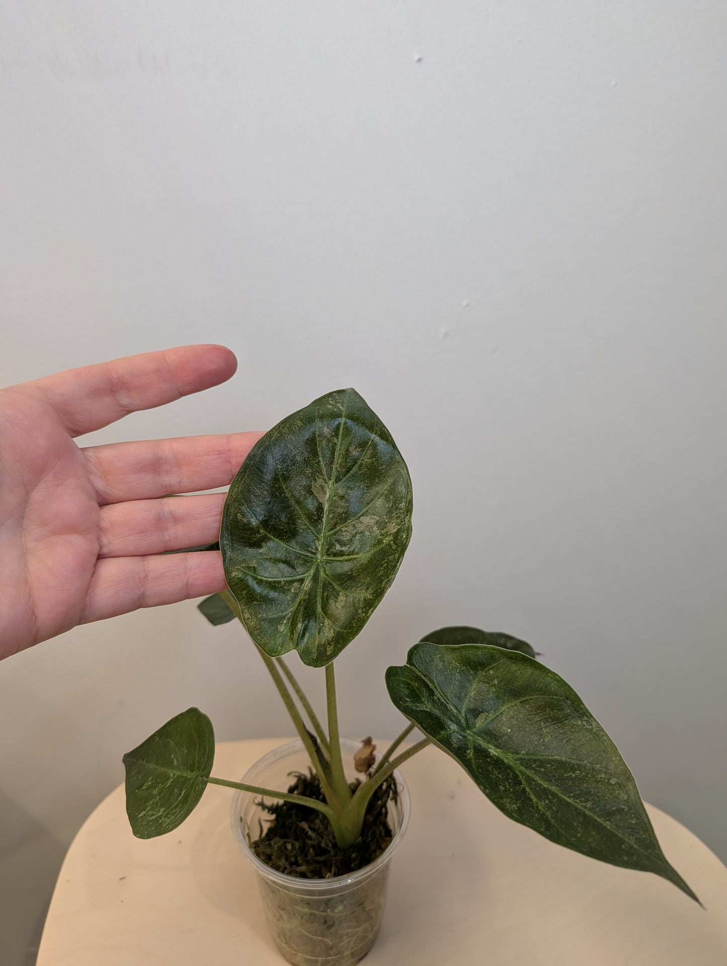 Alocasia wenti silver pink