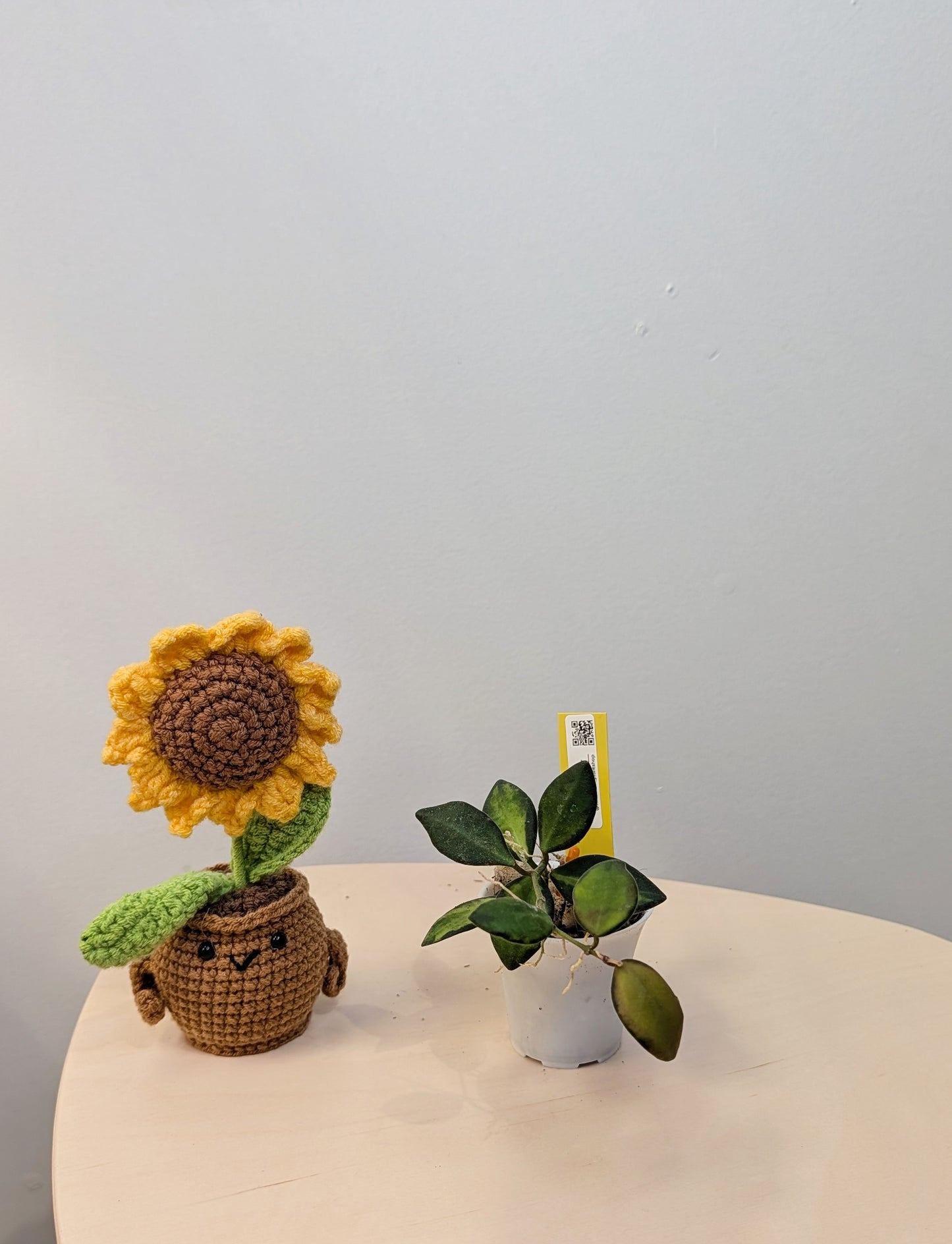 Hoya burtoniae variegated