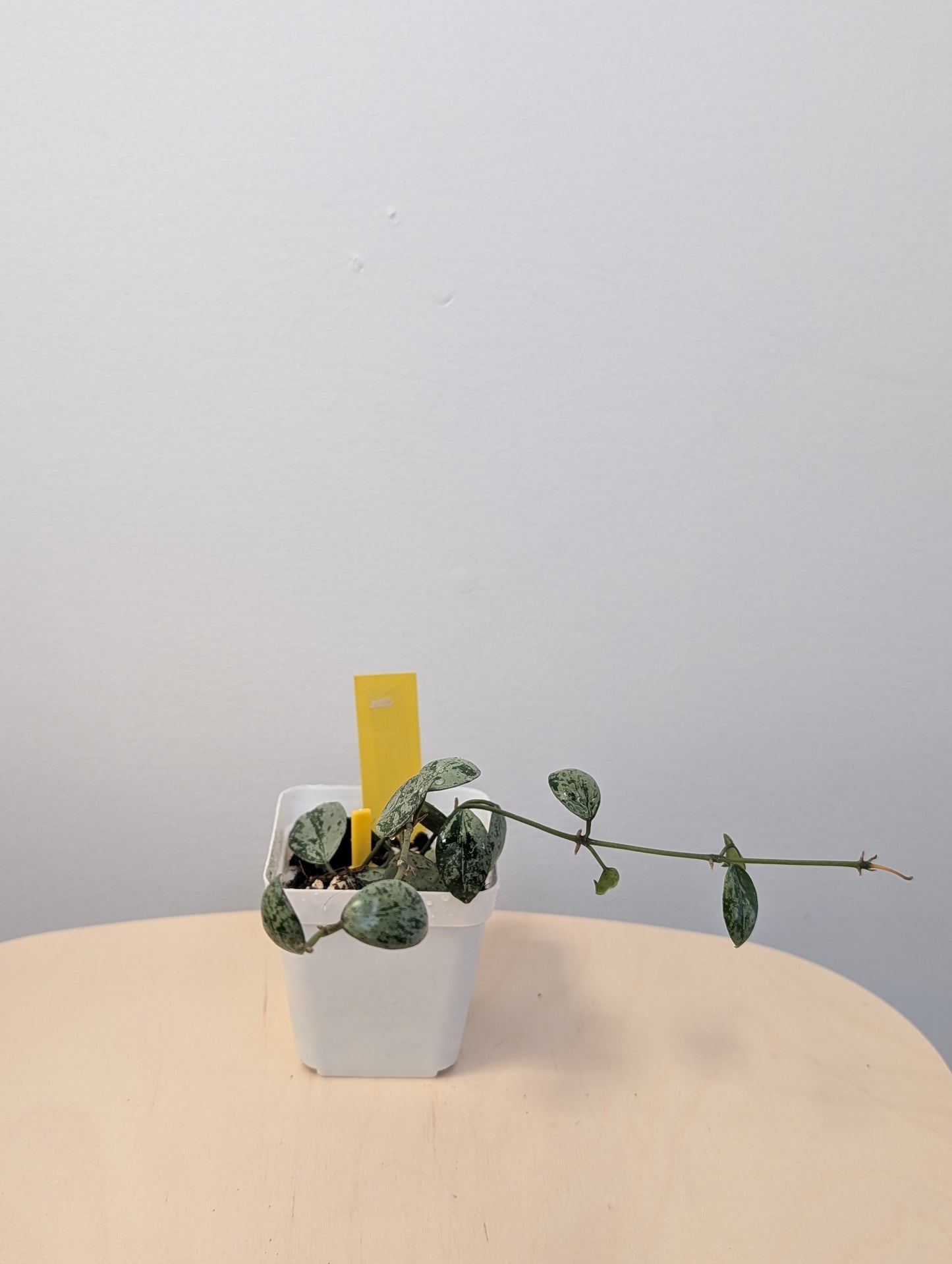 Hoya Lacunosa silver Tiger Skin / two cuttings in a pot