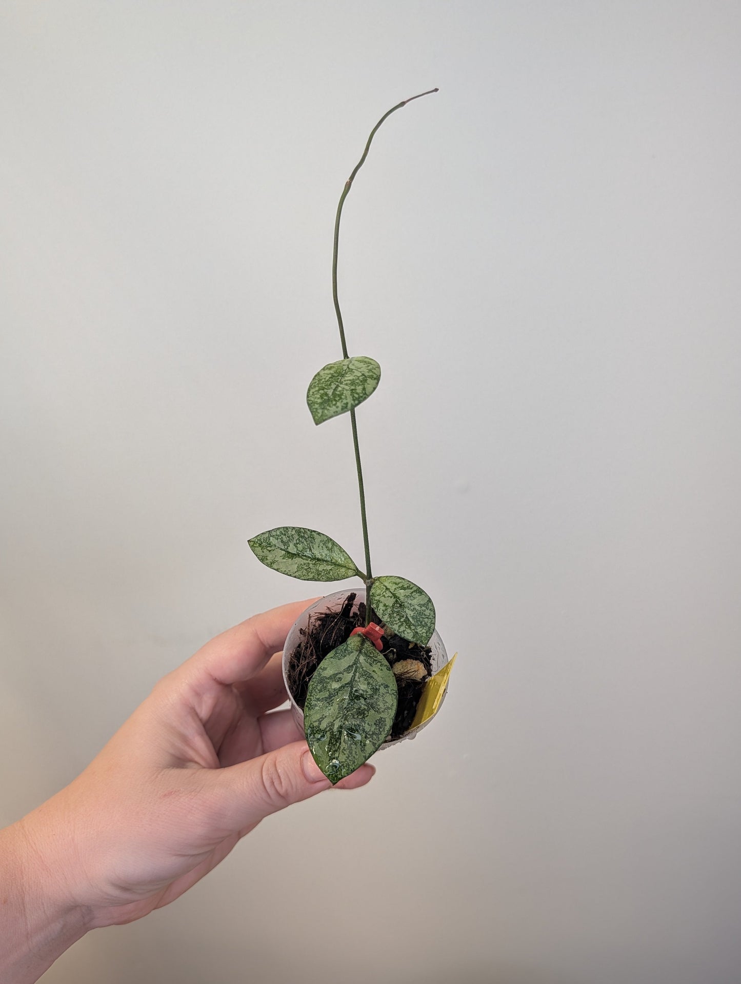 Hoya Crassipeolata Silver Splash / not a regular Crassipeolata Splash