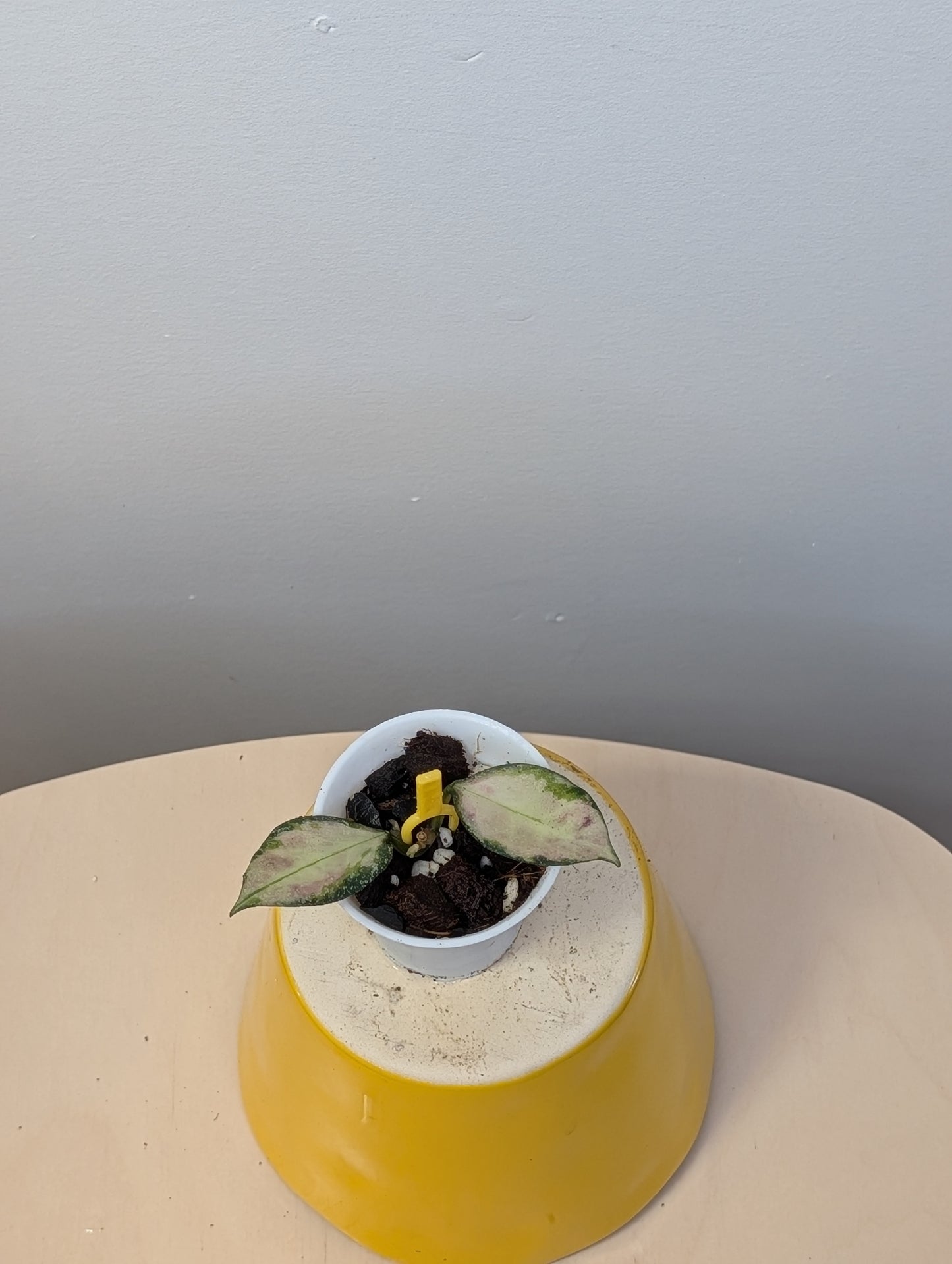 Hoya nabawanensis variegated / a cutting with a new growth and roots