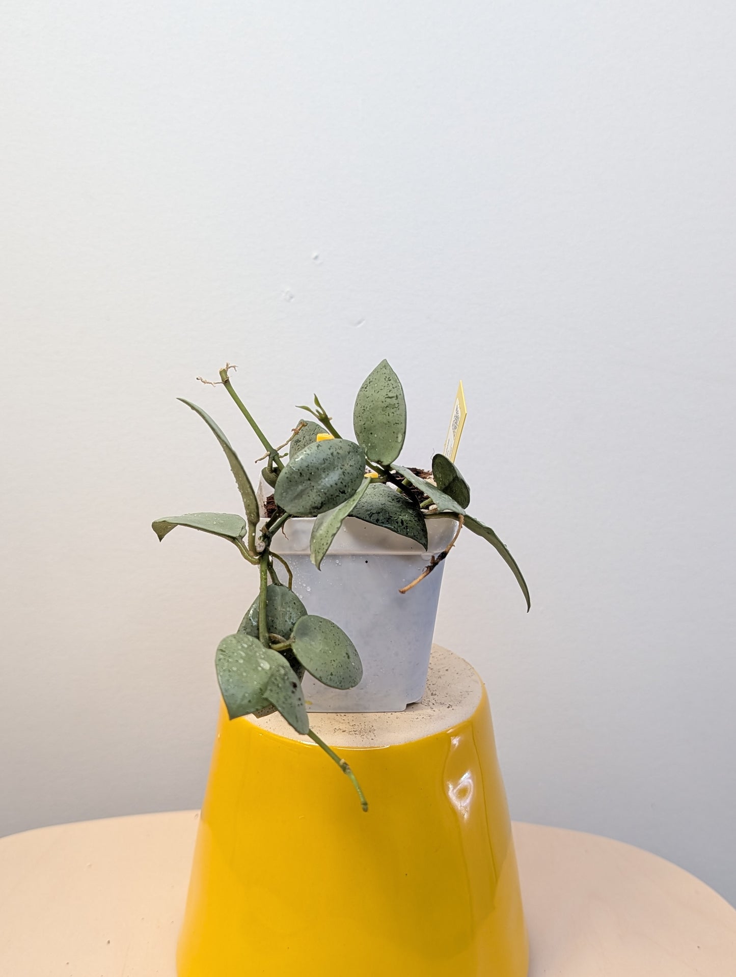 Hoya lacunosa silver mint coin / two cuttings in a pot