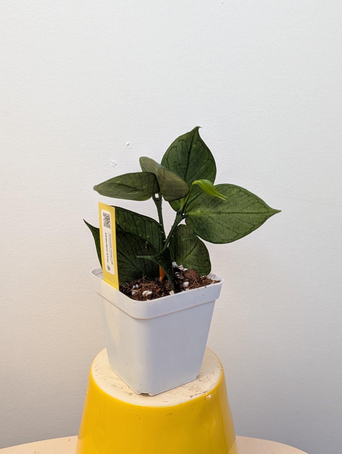 Hoya Polyneura / two cuttings in a cup