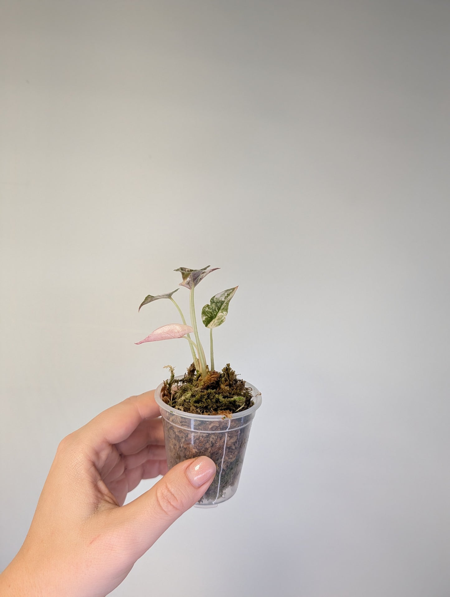 Alocasia cuprea pink variegated π¦