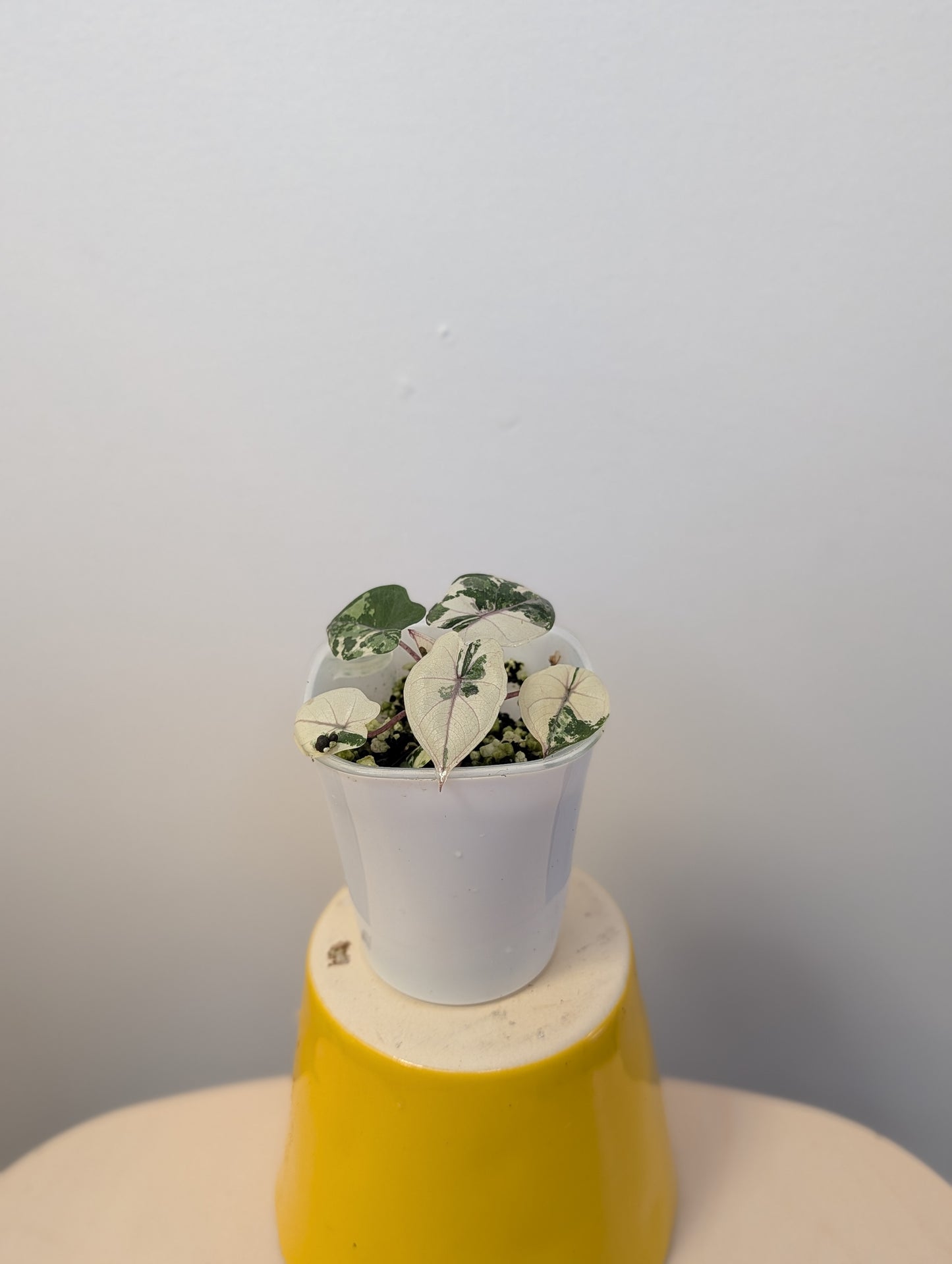 Alocasia Yucatán princess albo pink variegated 🩷🤍