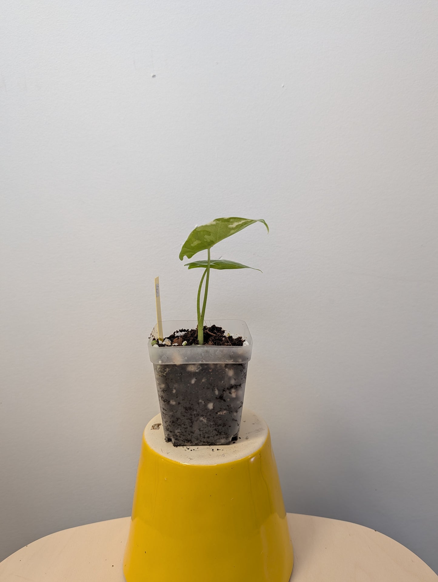 Alocasia acuminata variegated/ / uncommon alocasia π¦