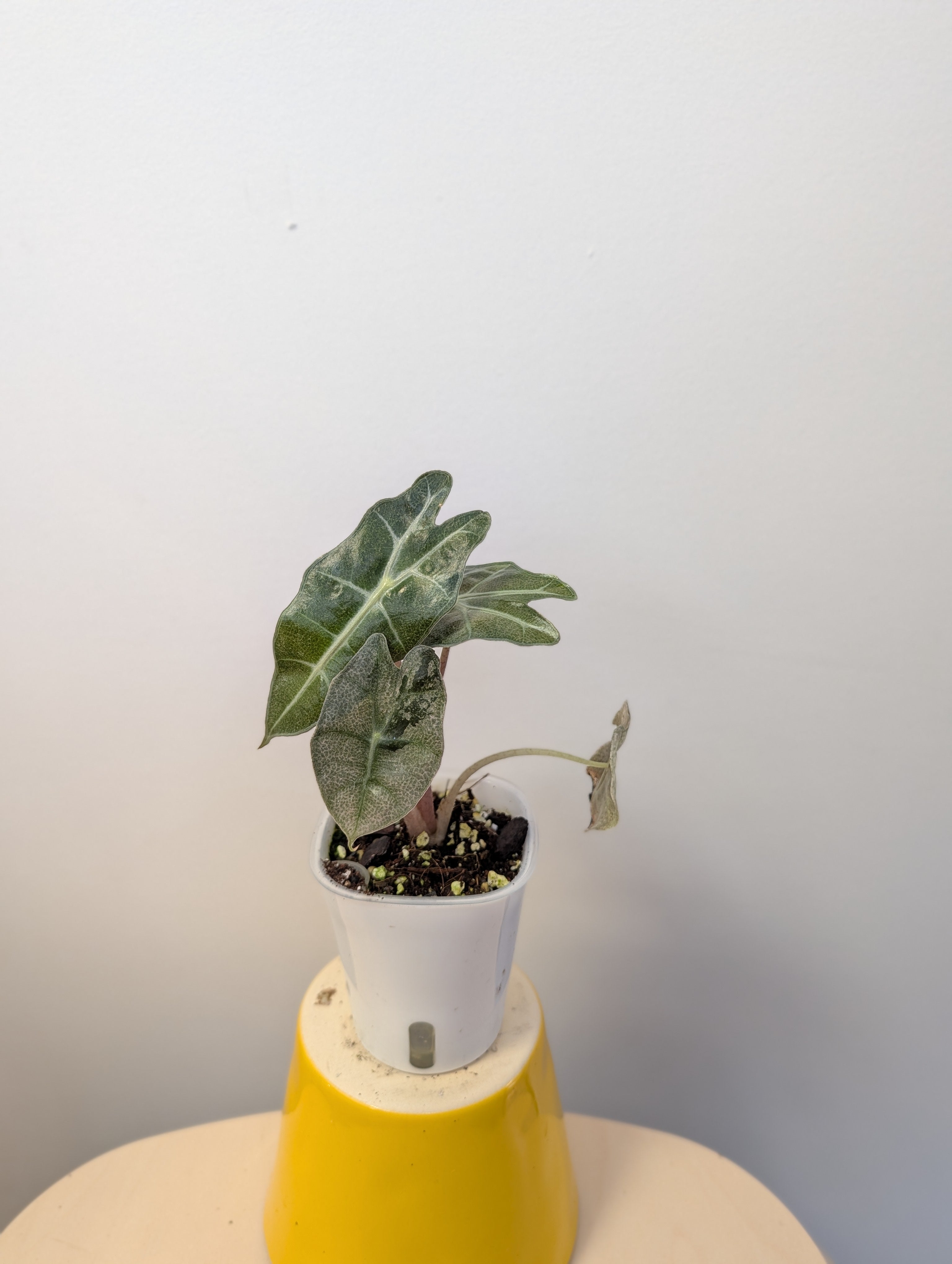 billlie ムンスア ペンコン ポラロイド Alocasia amazonica pink mint variegated – Sunflower Plant Shop