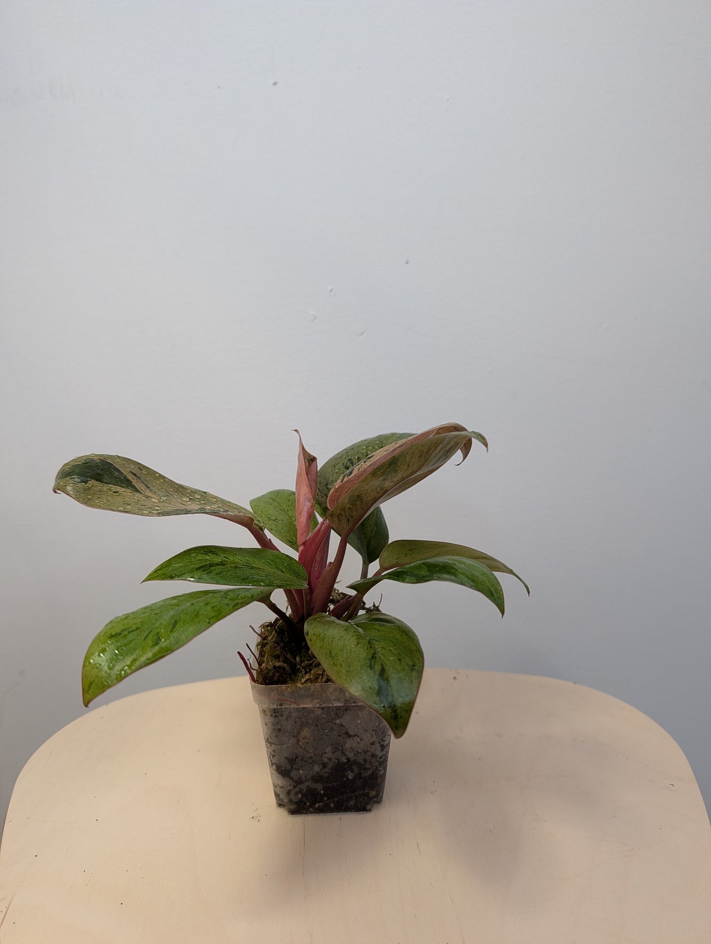 Philodendron green Congo mint variegated dwarf