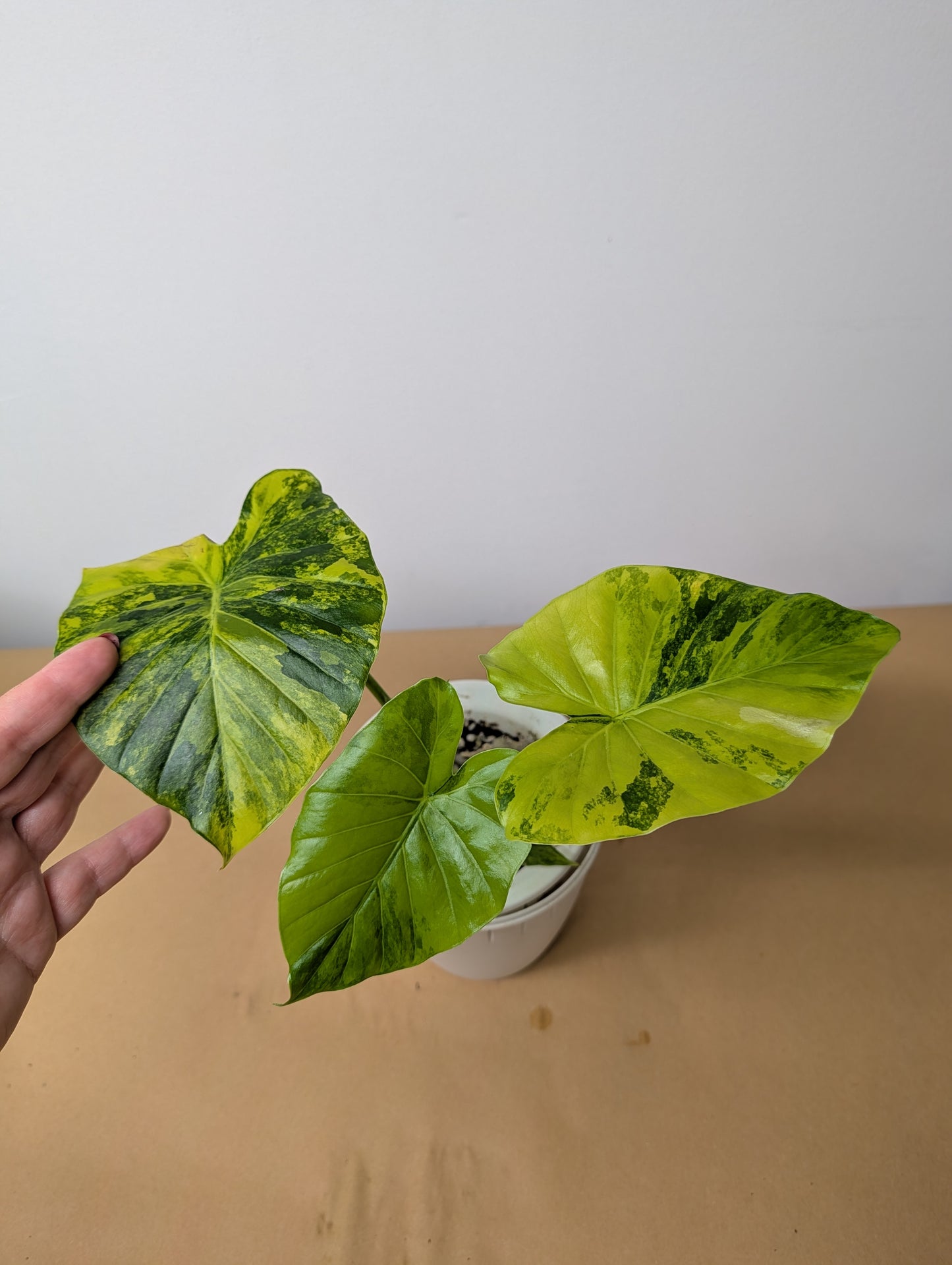 Alocasia odora yellow mint variegated / with a baby