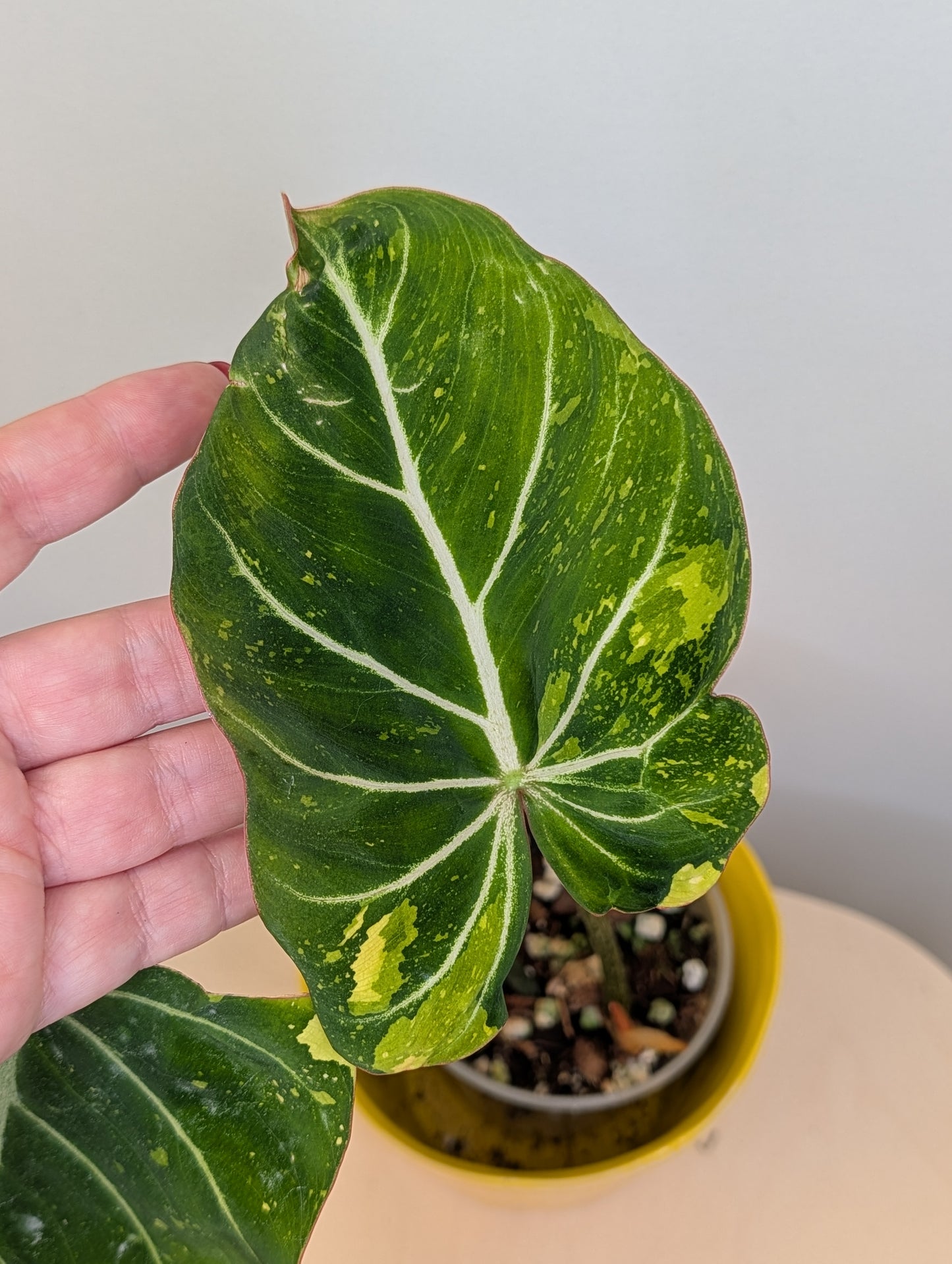 Philodendron gloriosum tricolor