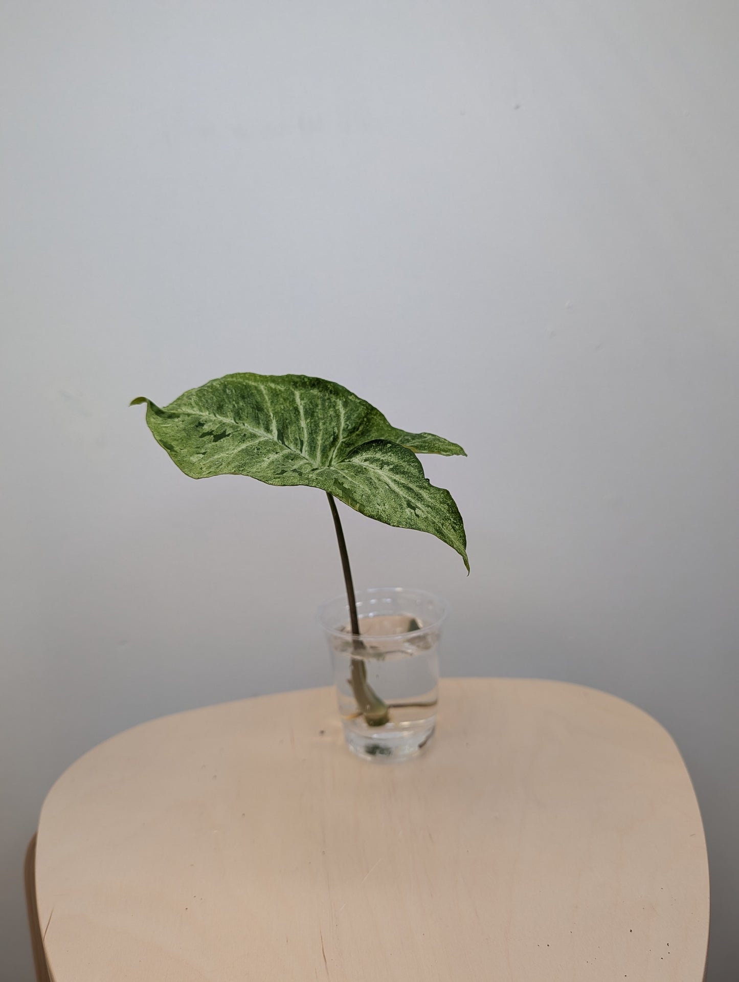 Bouture de Syngonium vert tacheté / cadeau offert pour tout achat