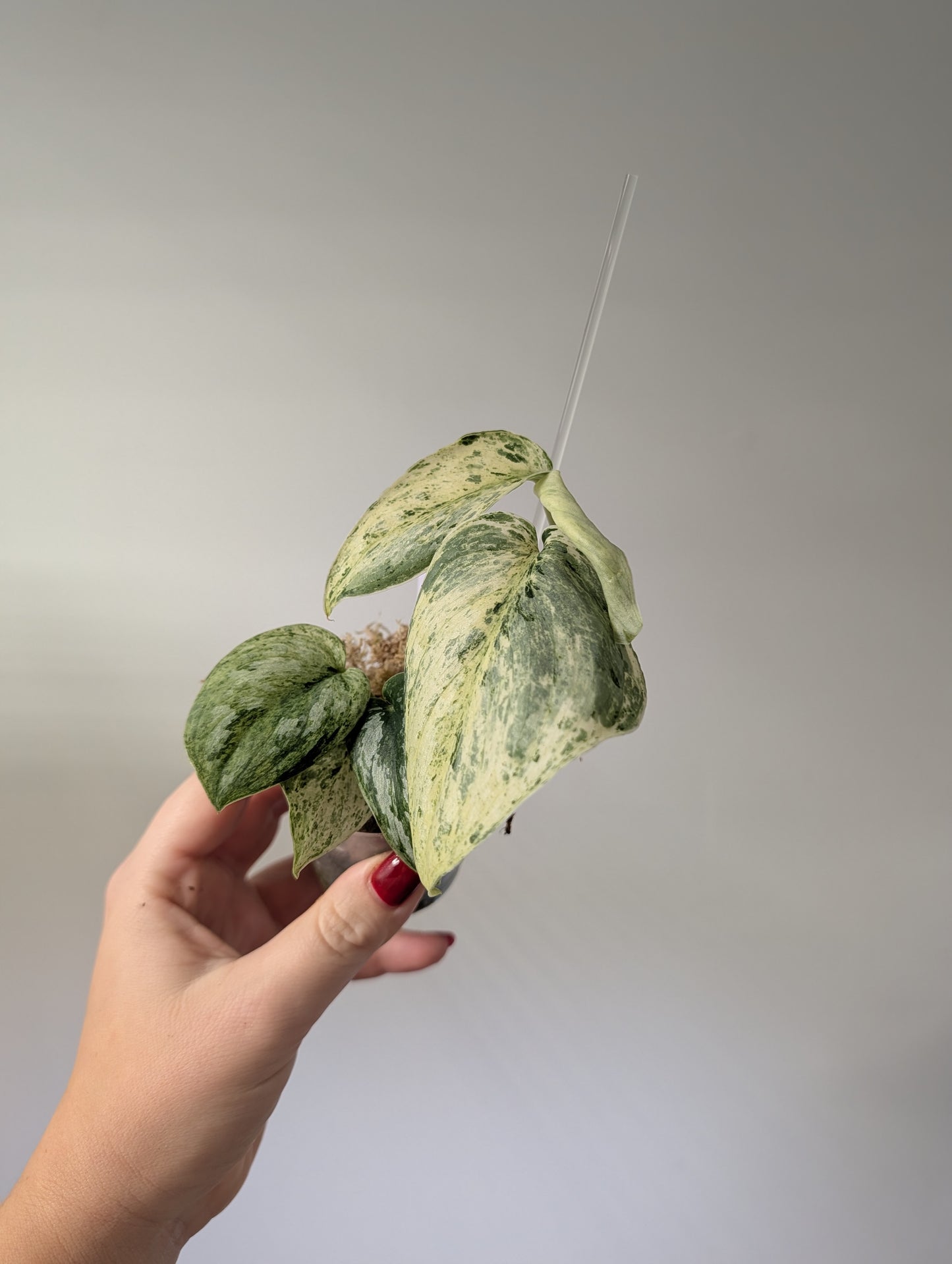 Scindapsus pois panaché