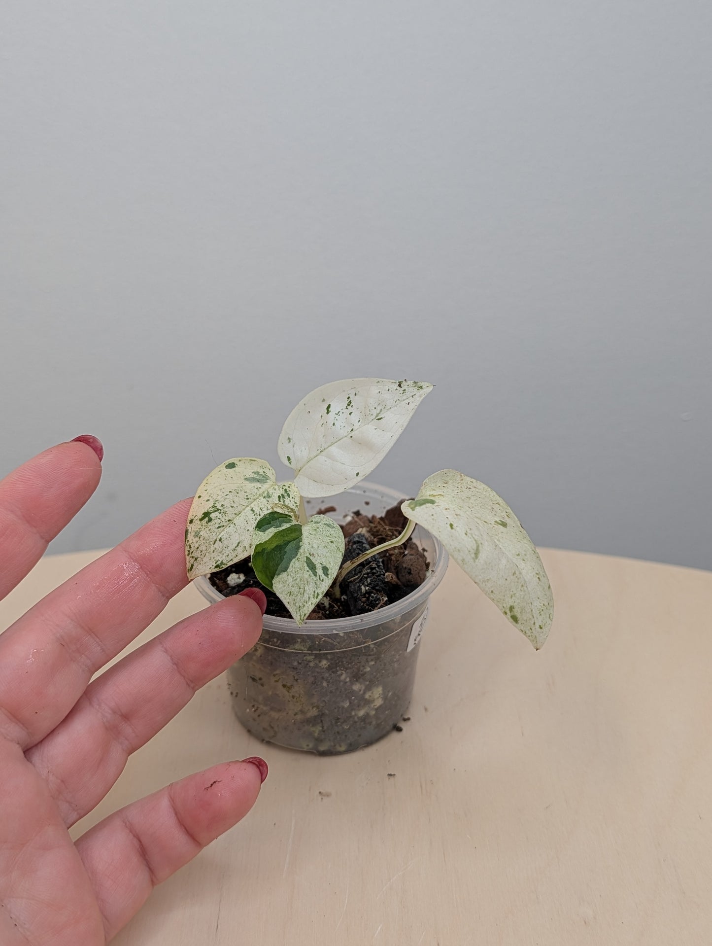 Epipremnum pinnatum marble variegated