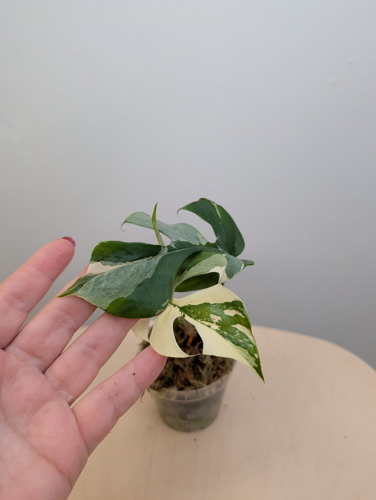 Raphidophora Tetrasperma albo variegated