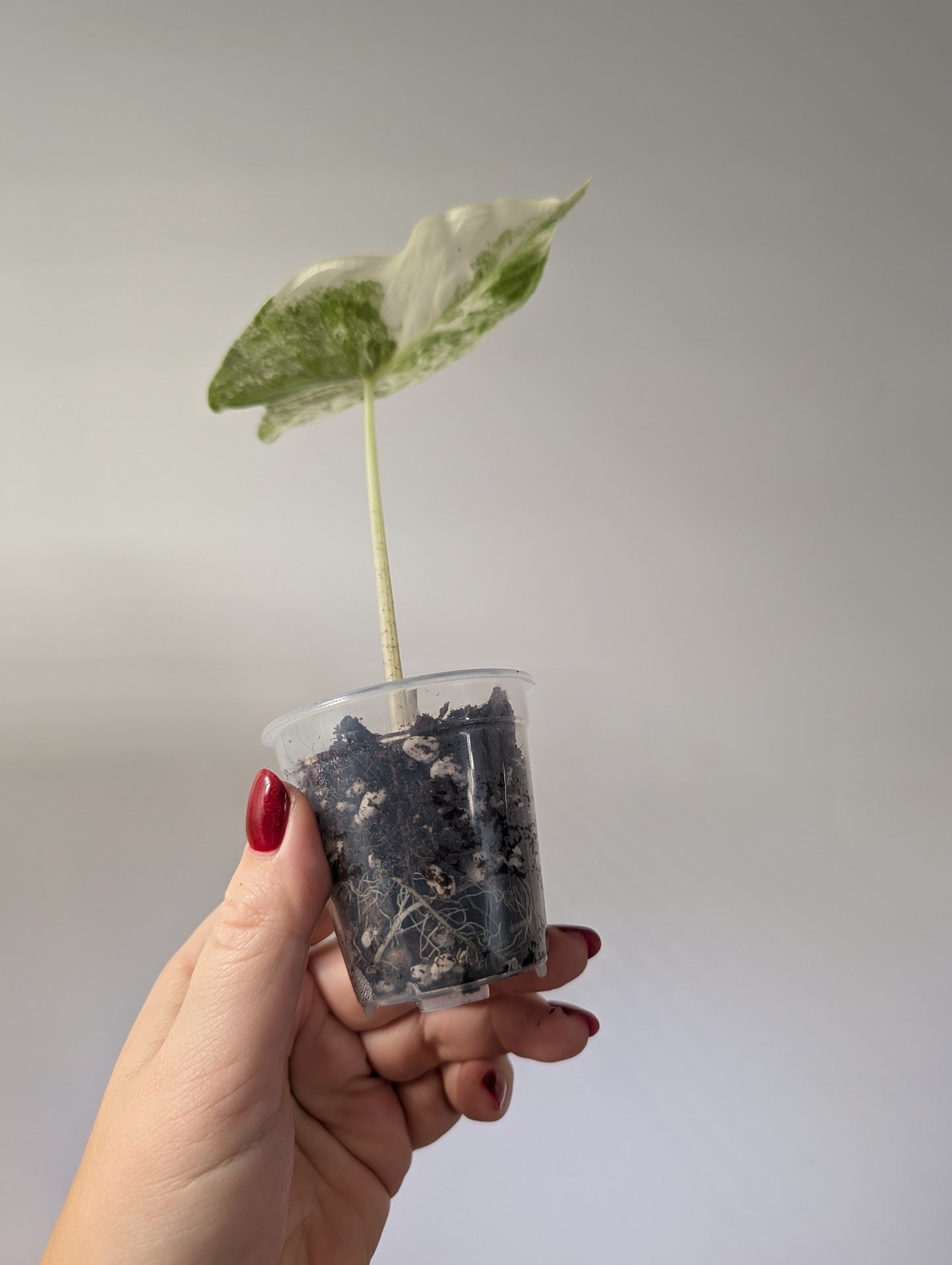 Alocasia fornicata variegated / uncommon alocasia