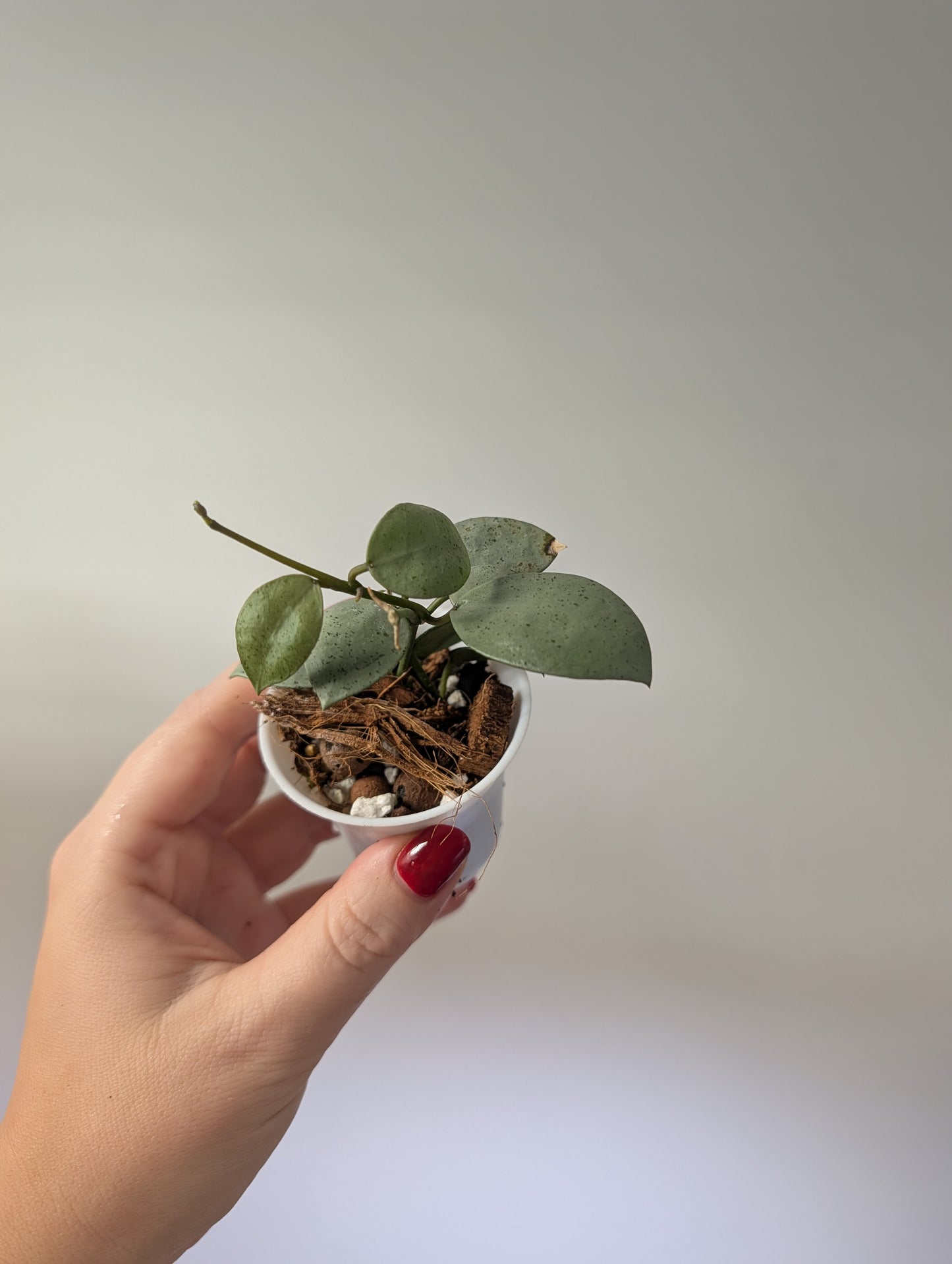 Hoya Lacunosa silver mint coin