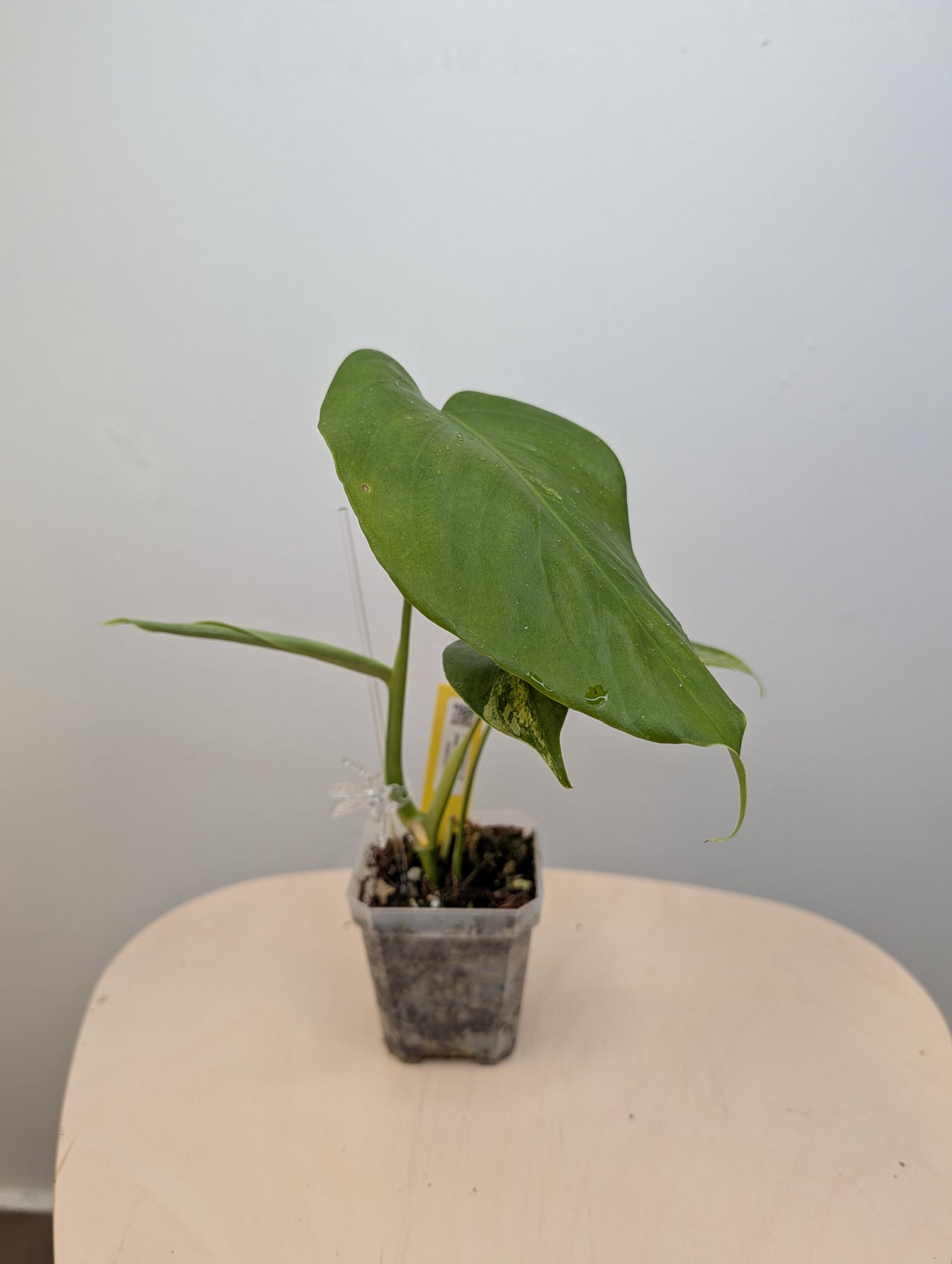 Monstera yellow variegated