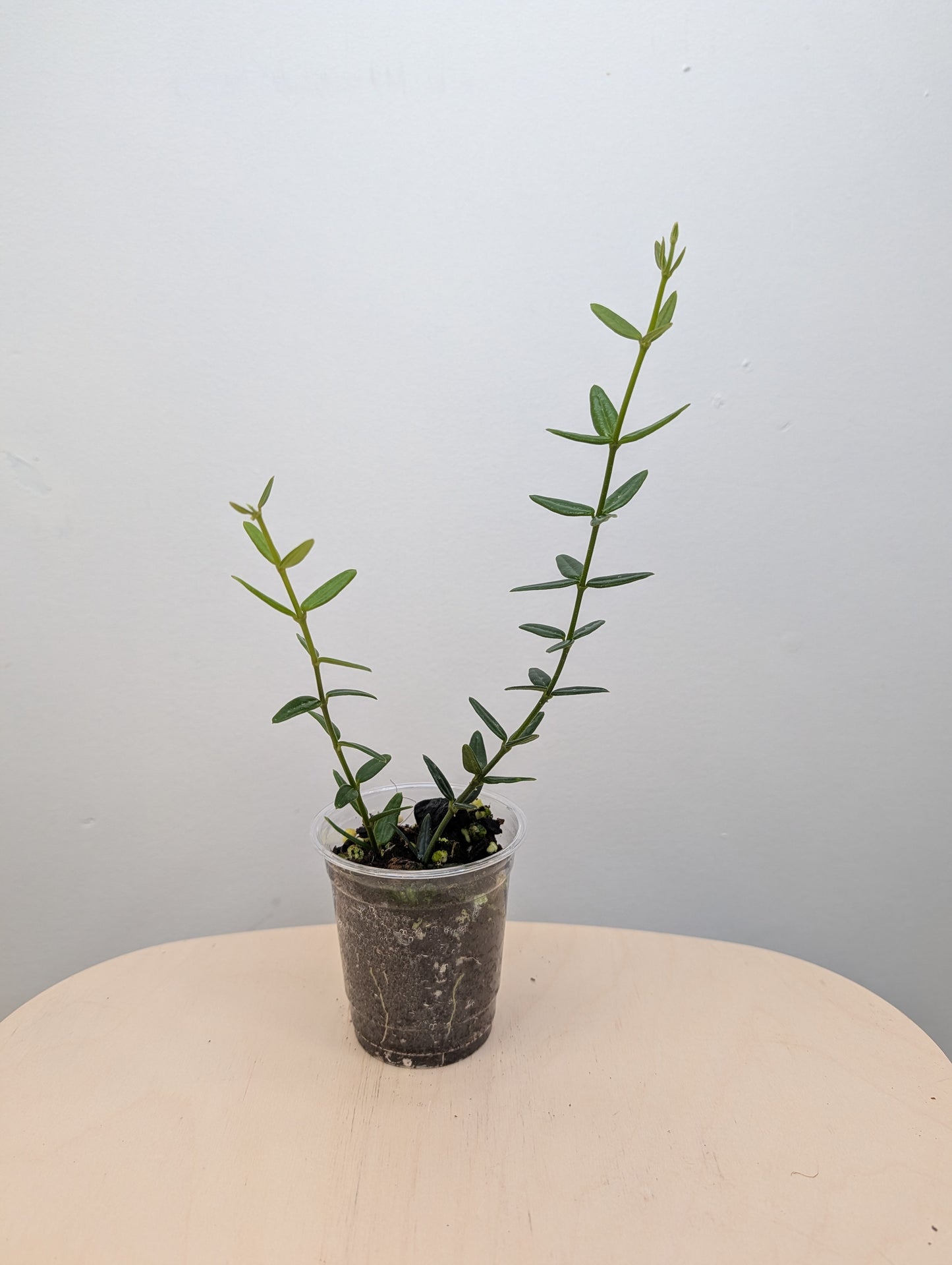 Hoya Engleriana / tiny leaves hoya / a few cuttings in a pot