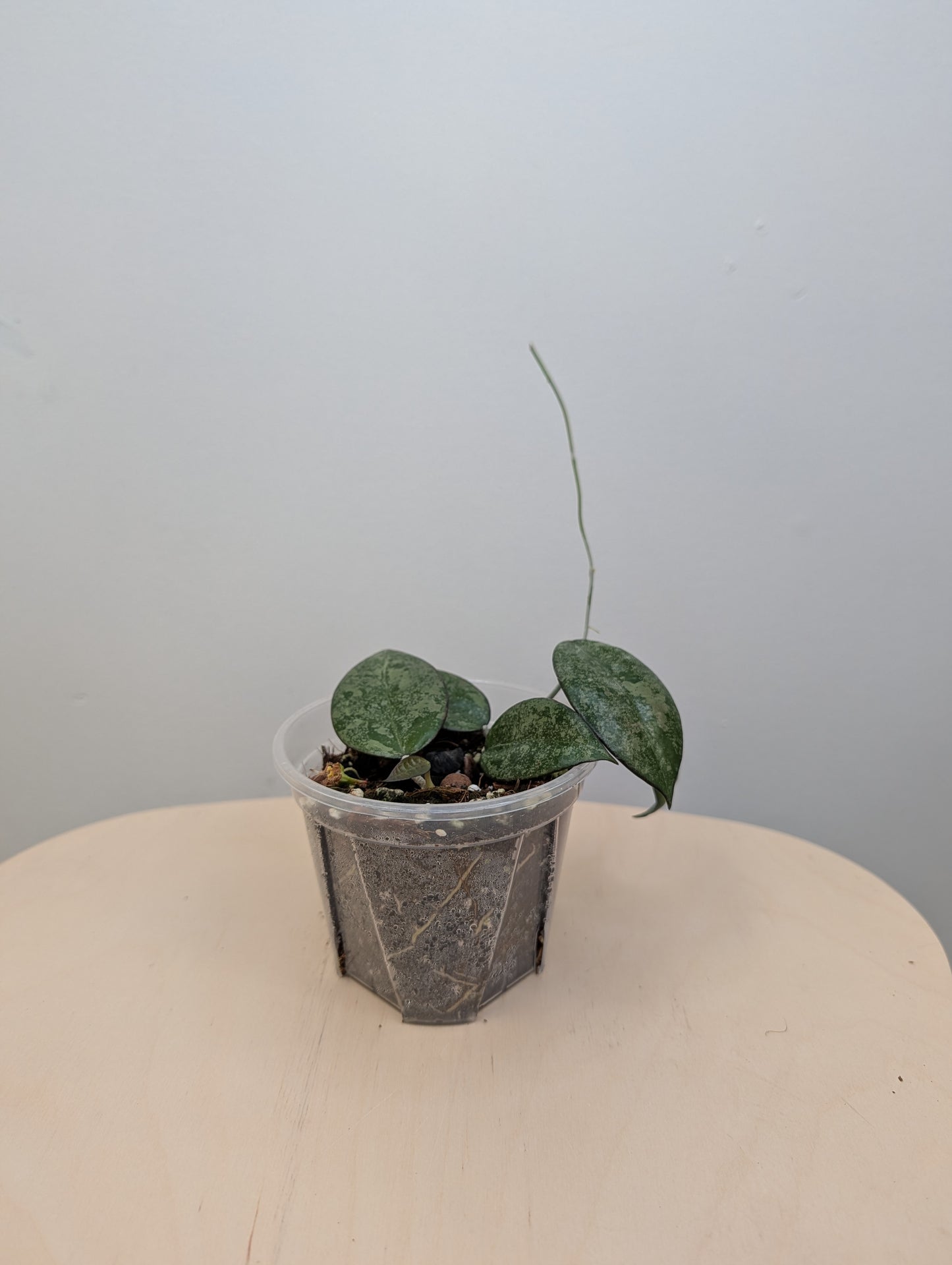 Hoya black margin splash