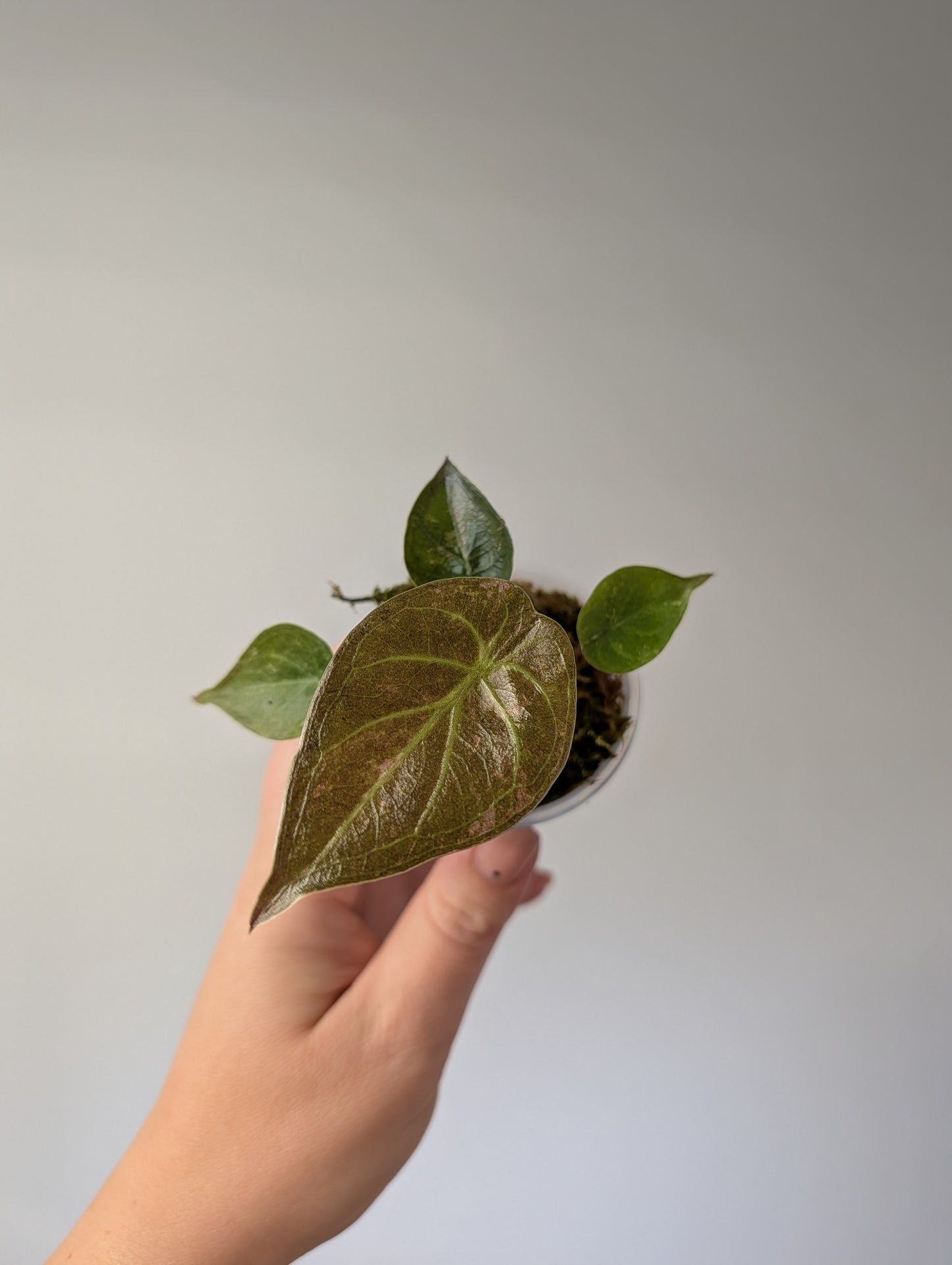 Alocasia wenti silver pink