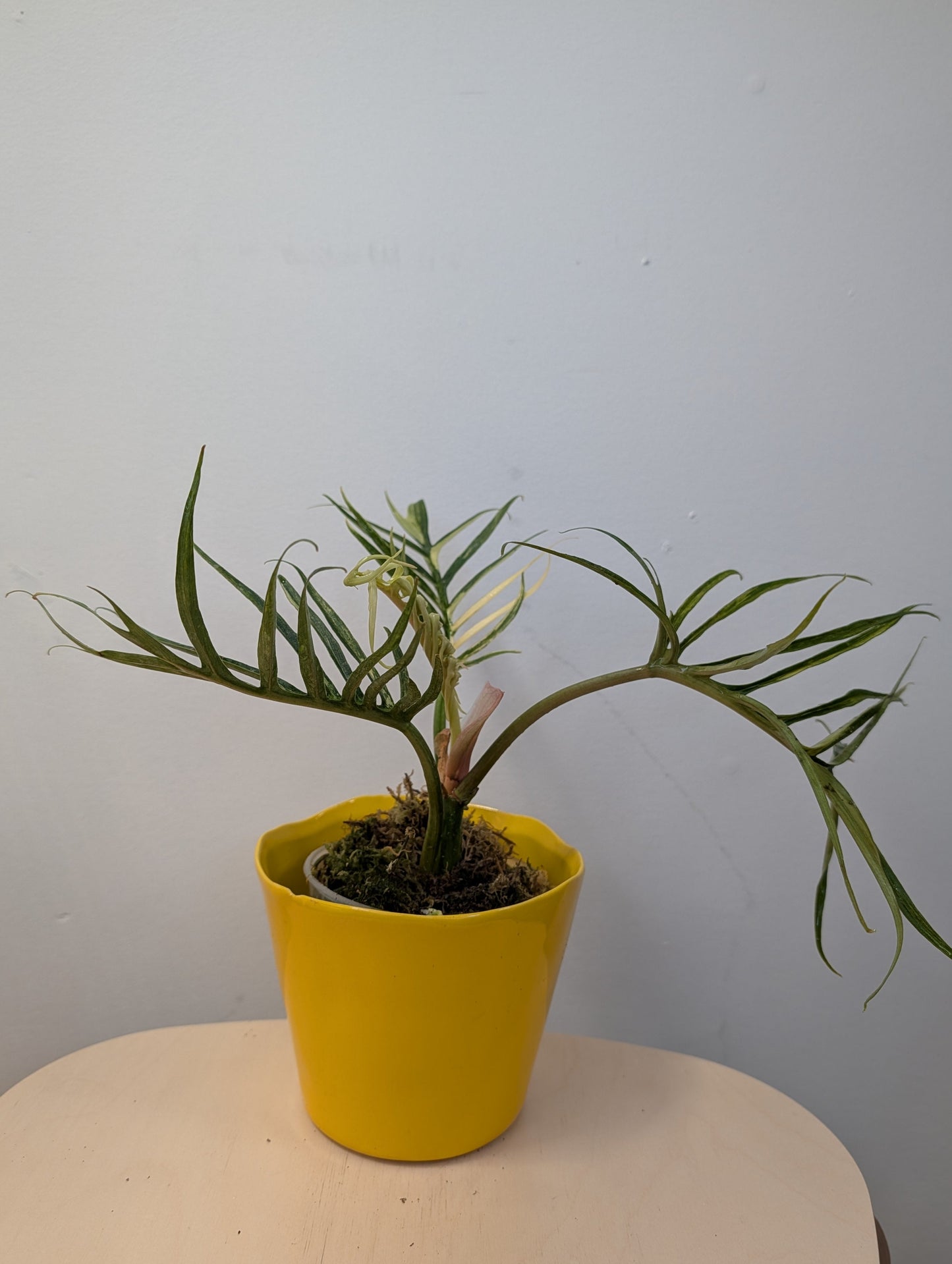 Philodendron Tortum variegated