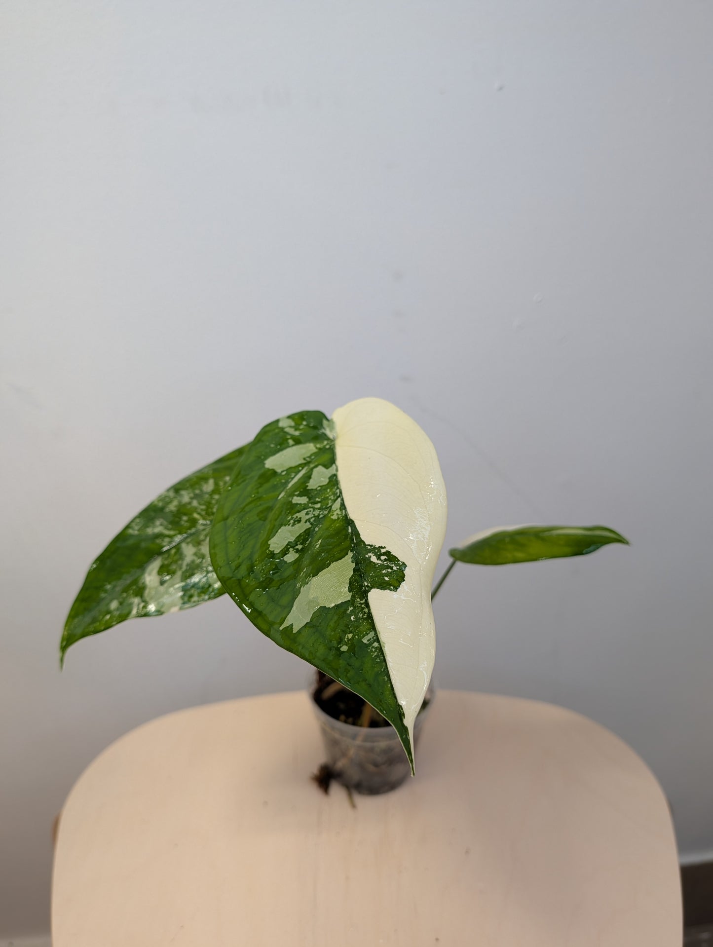 Syngonium chiapense variegated