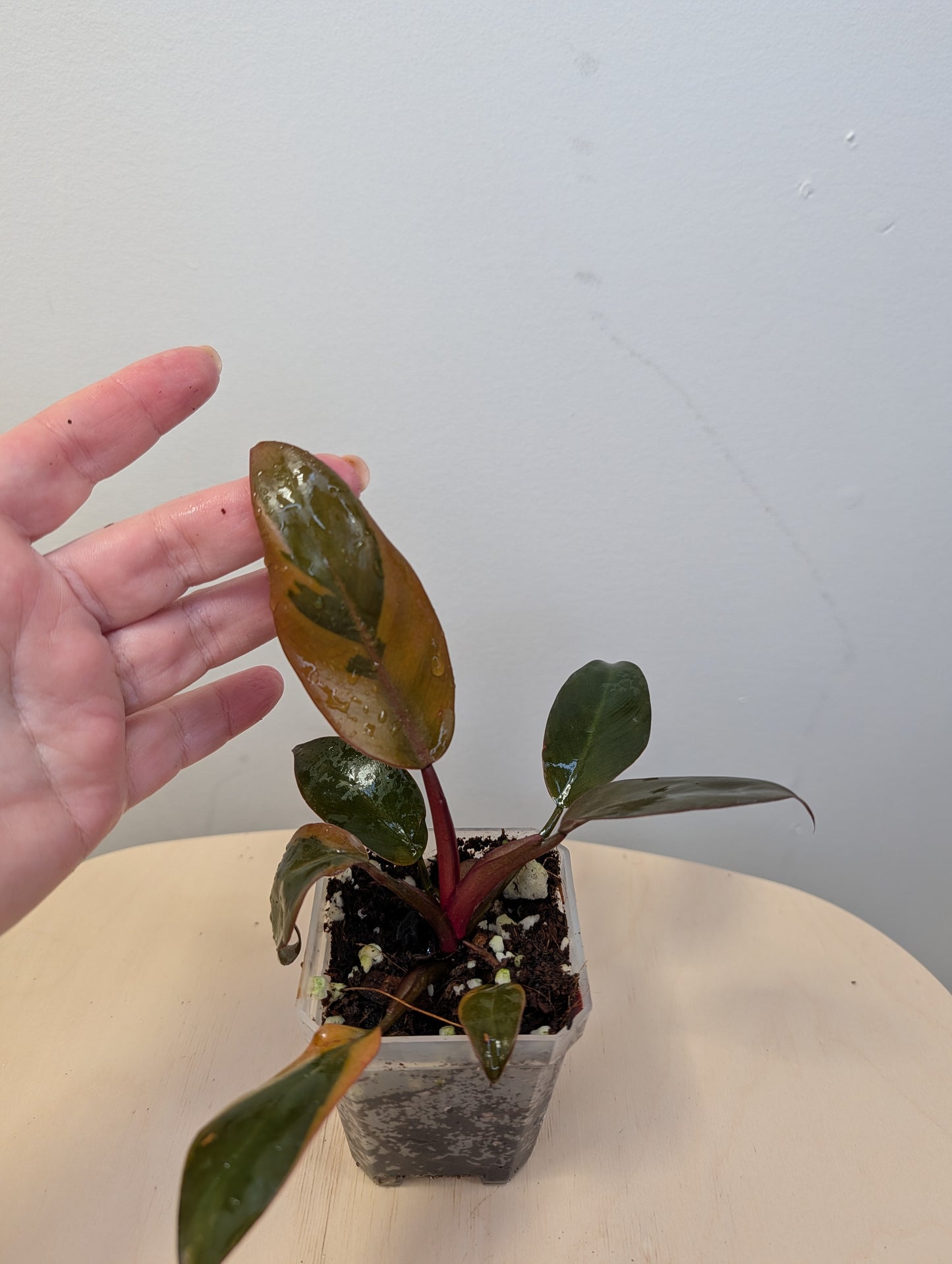 Philodendron Black Cardinal variegated š§” š¦