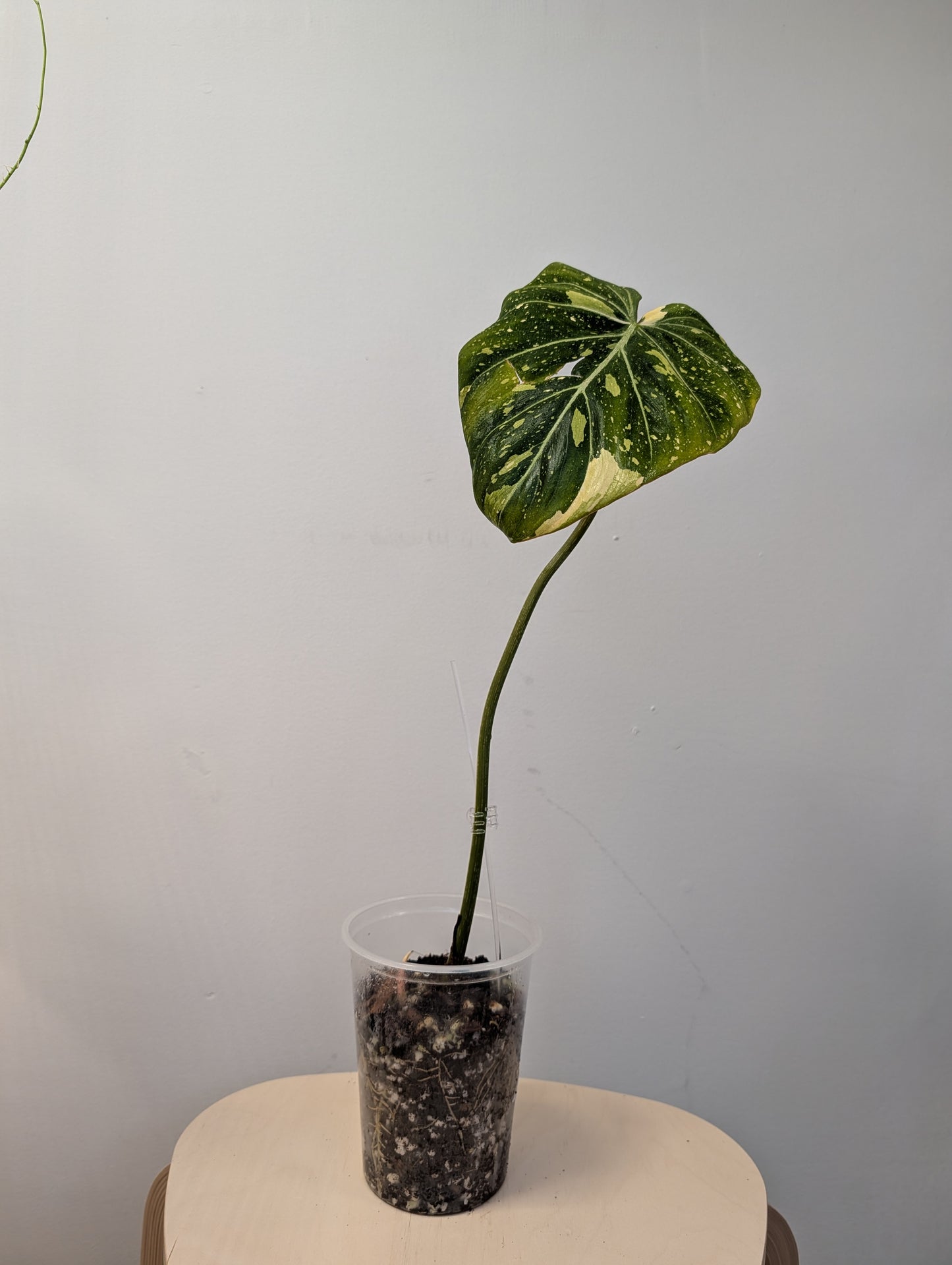 Philodendron gloriosum tricolor