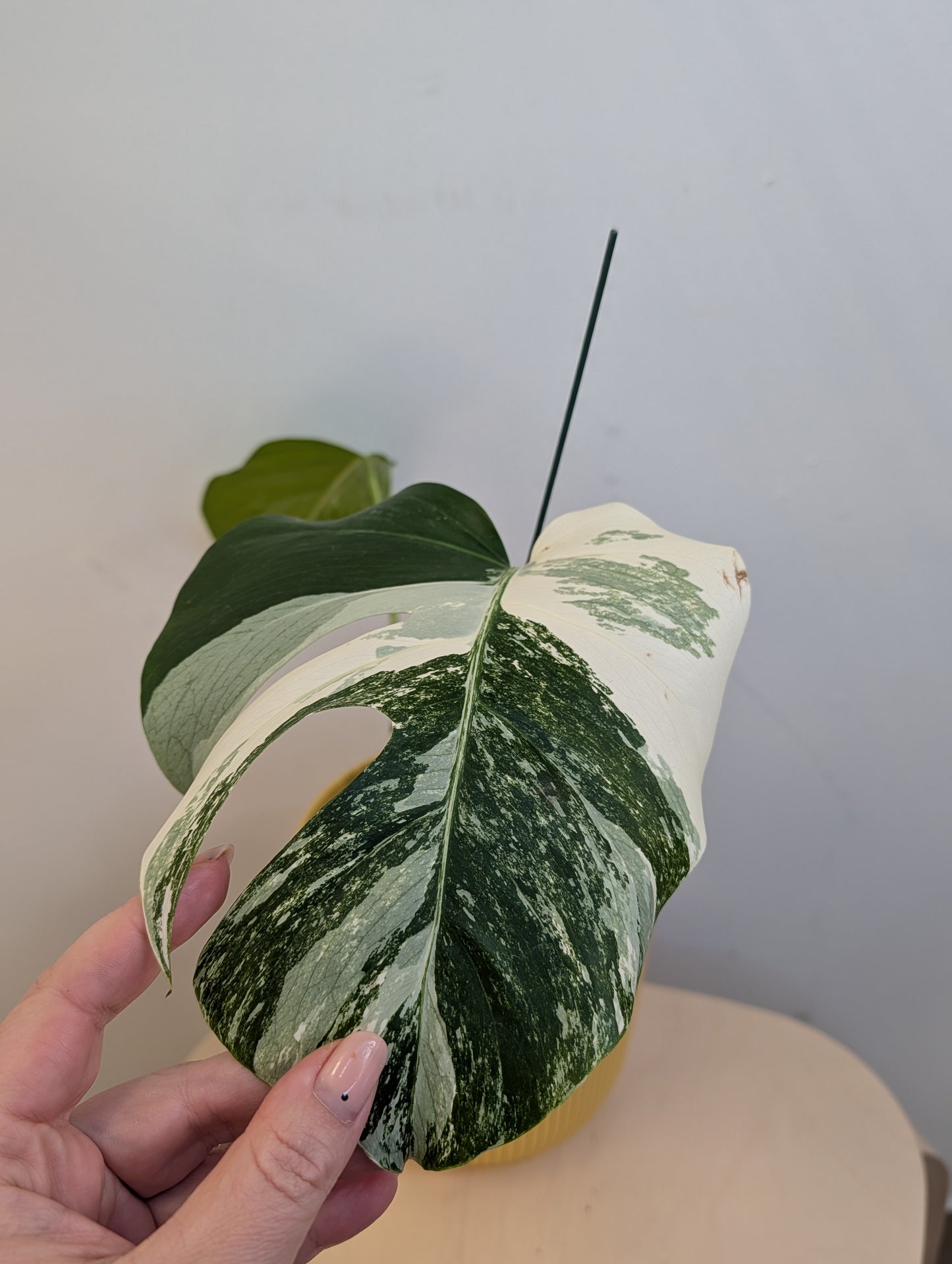 Monstera albo panaché