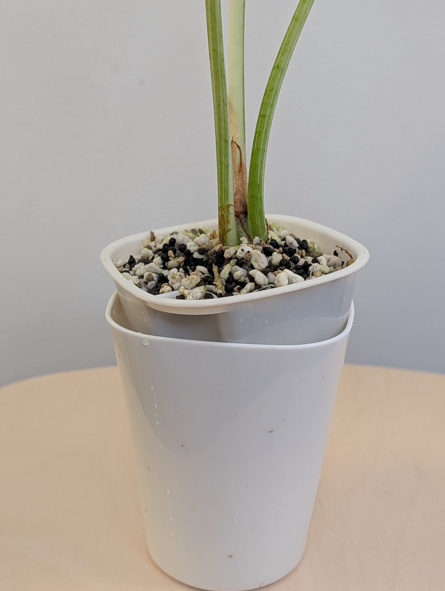 Alocasia longiloba dos rose panaché CORM