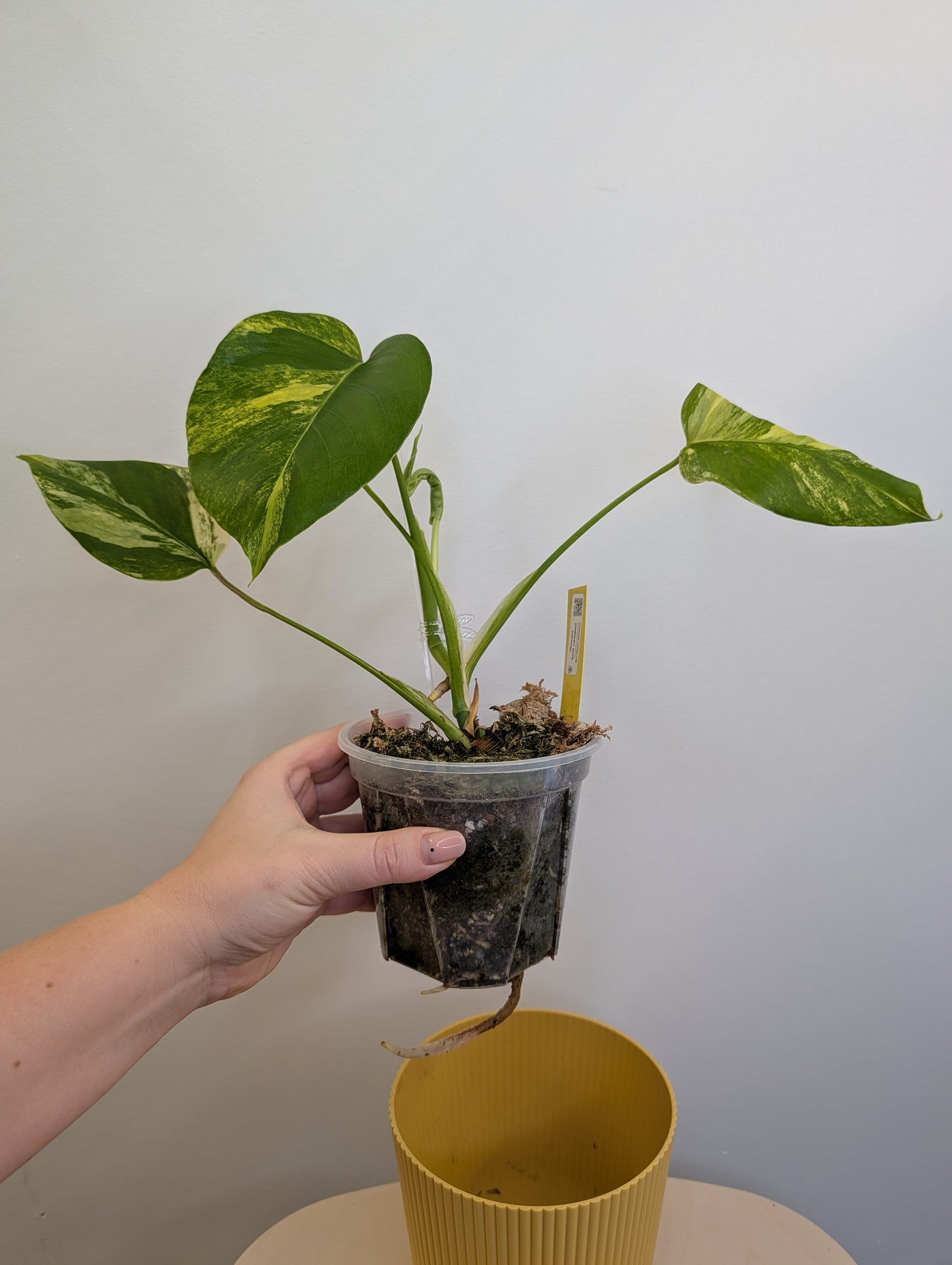 Monstera jaune panaché