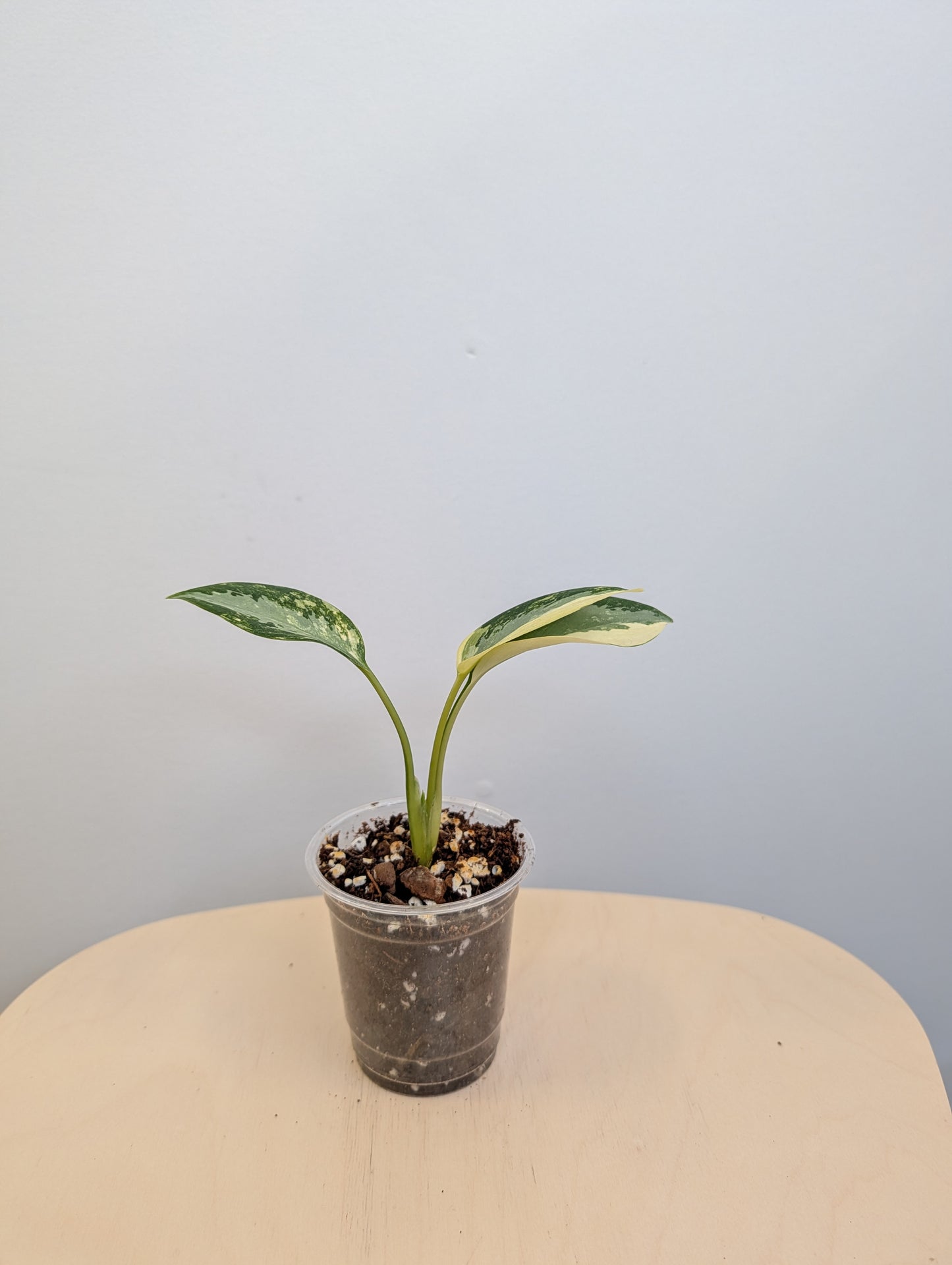 Aglaonema Siam Jade albo panaché / rare