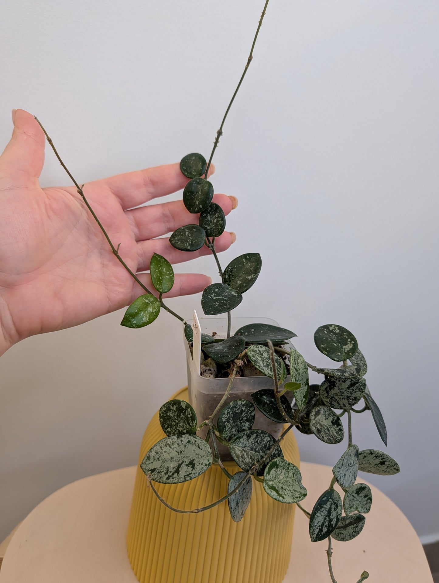Hoya Mathilde Silver Splash