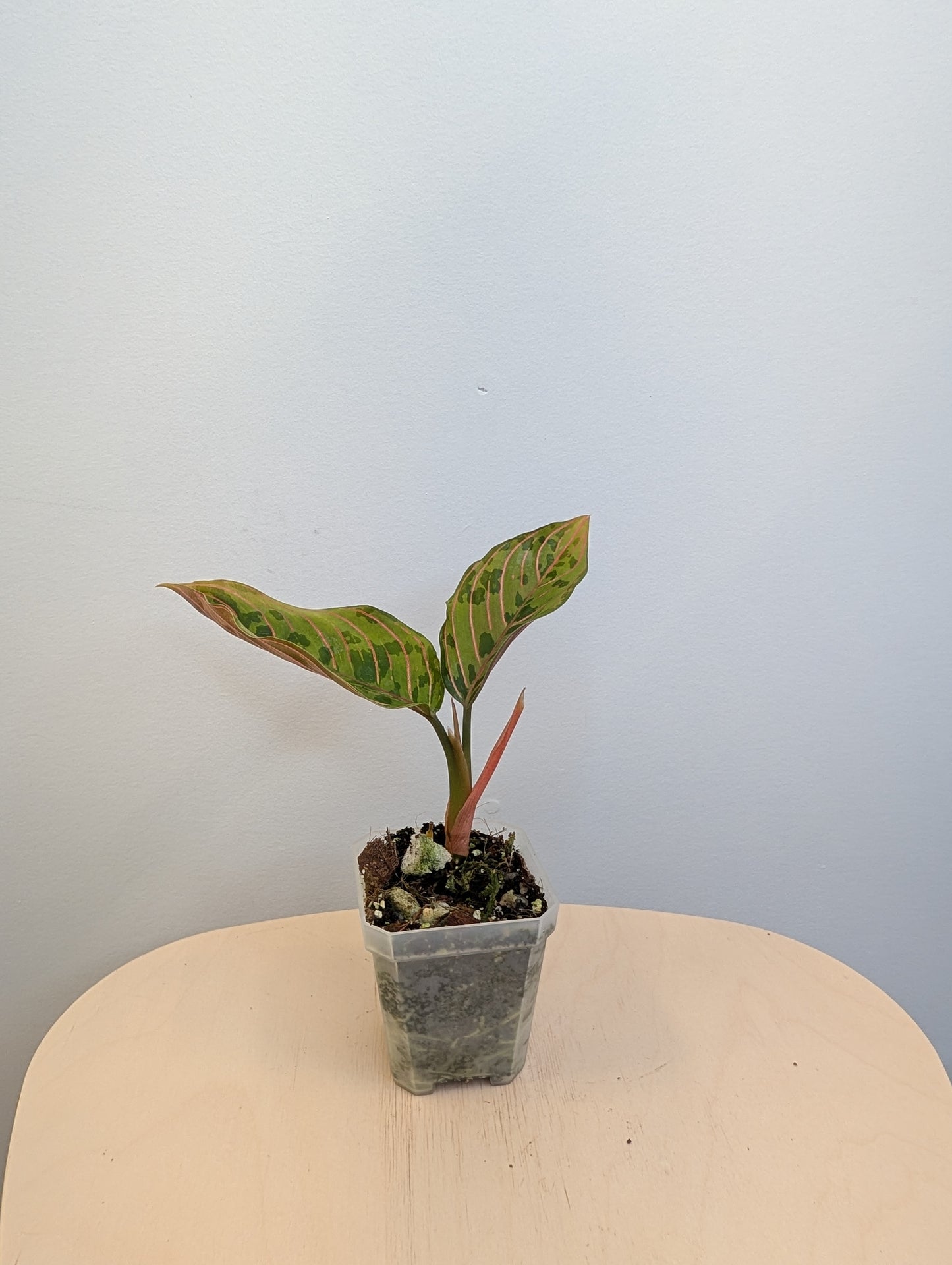 Aglaonema panaché
