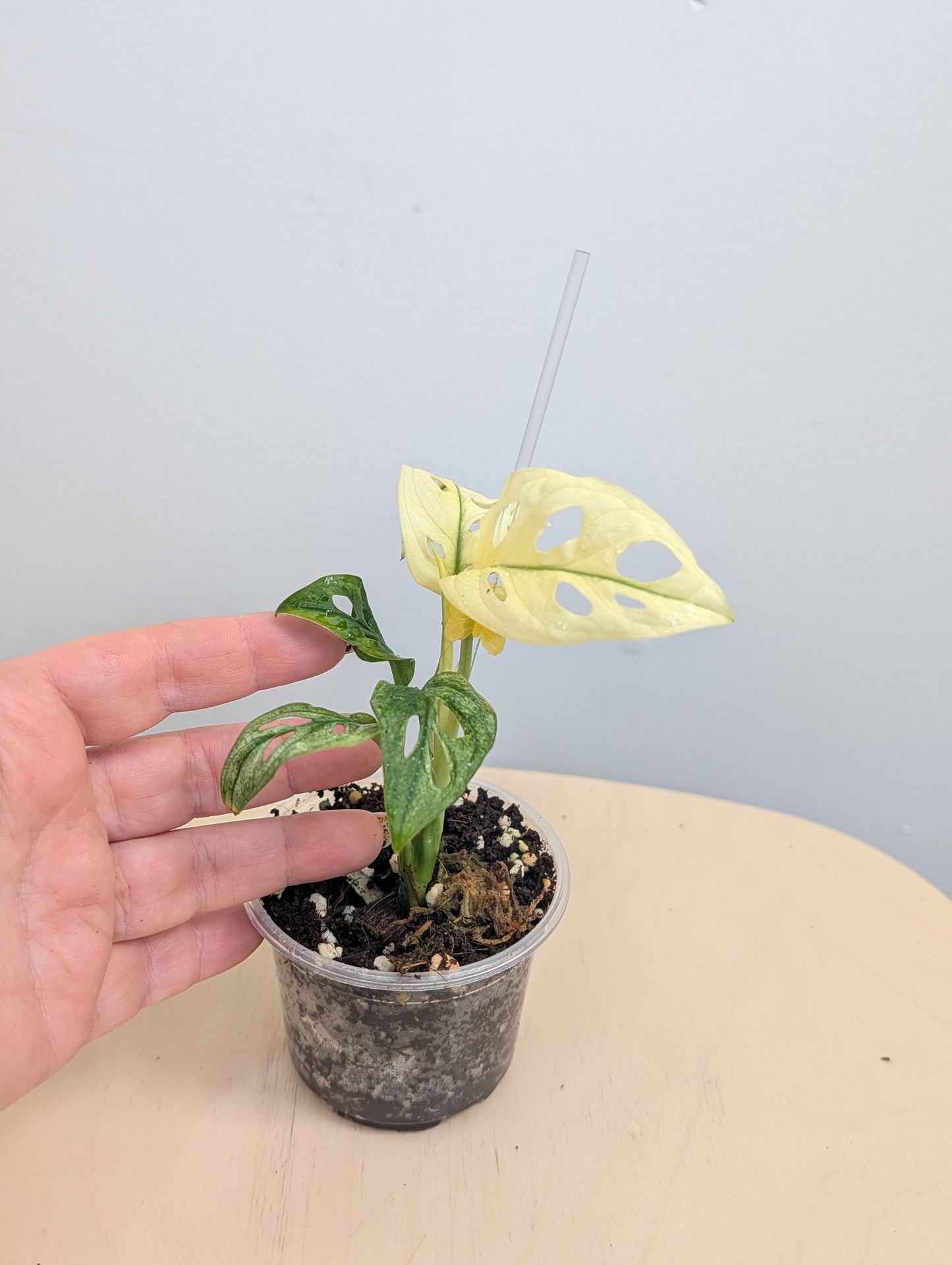 Monstera adansonii archipelago ghost