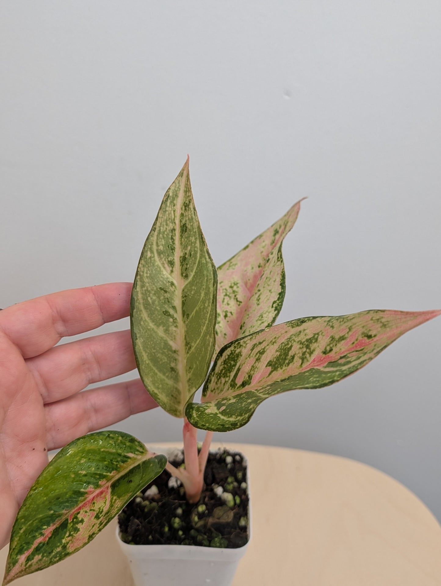 Aglaonema jaune panaché