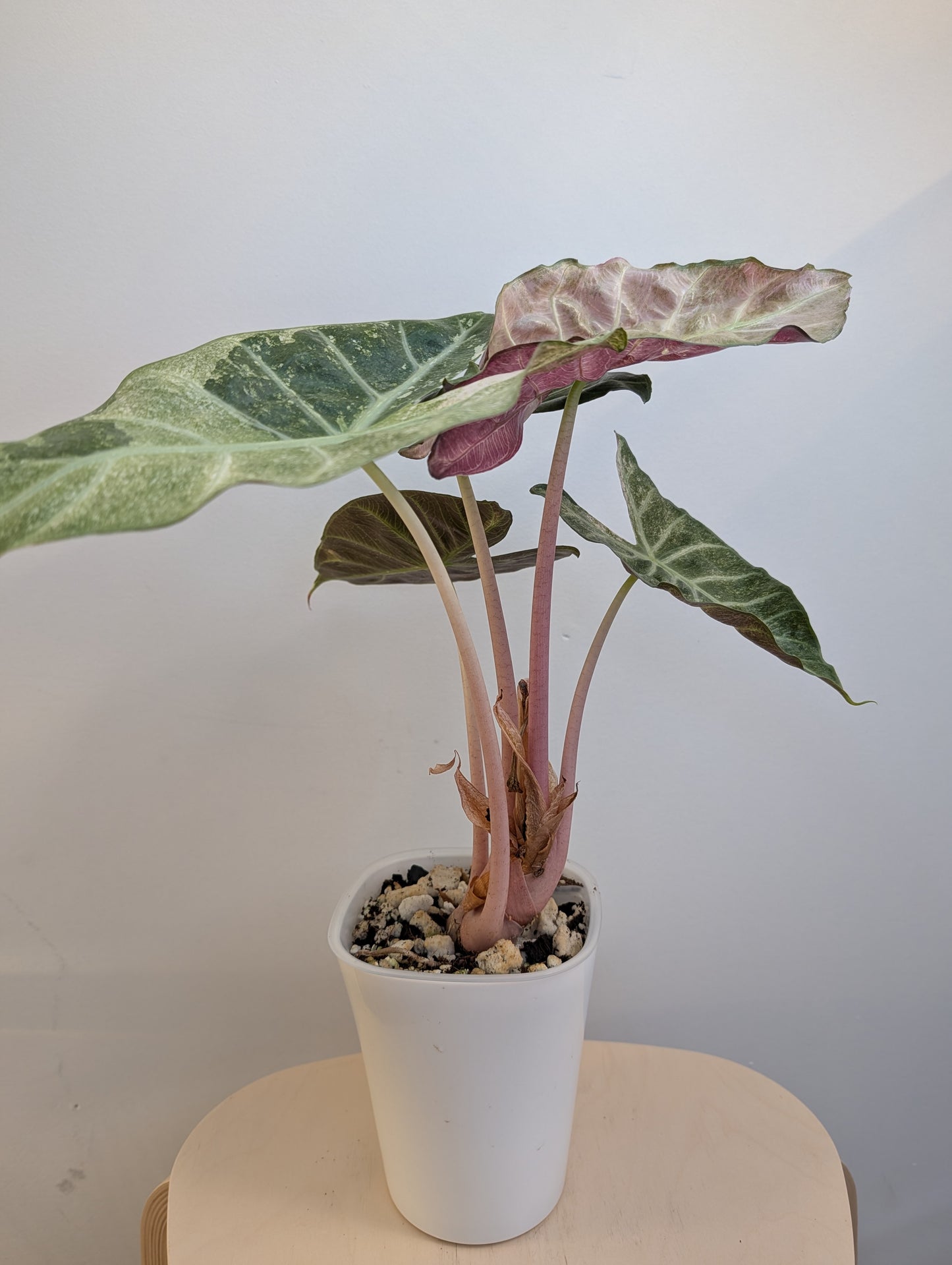 Alocasia rose dragon rose albo panaché
