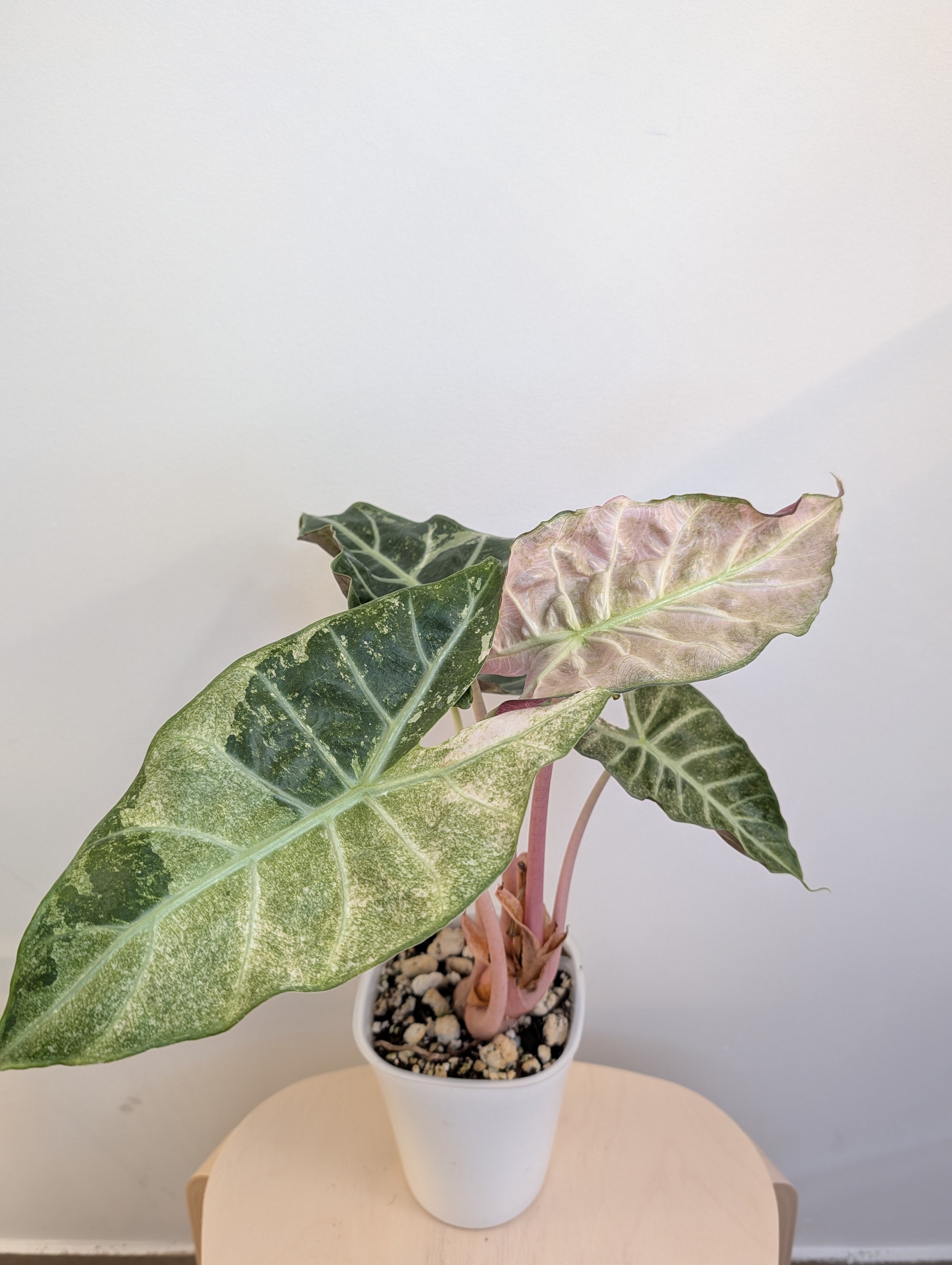 Alocasia pink dragon pink albo variegated – Sunflower Plant Shop