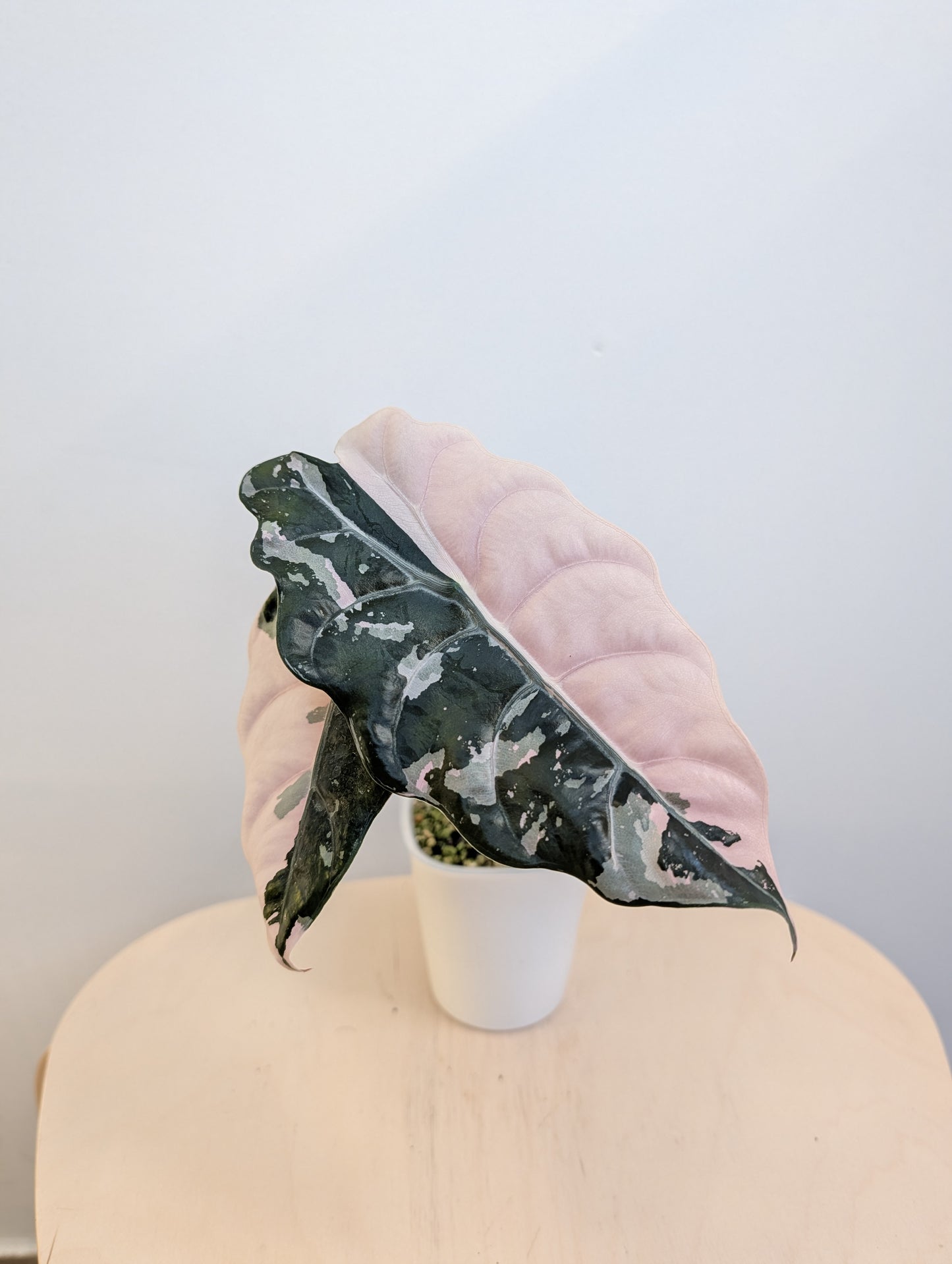 Alocasia Chantrieri CORM