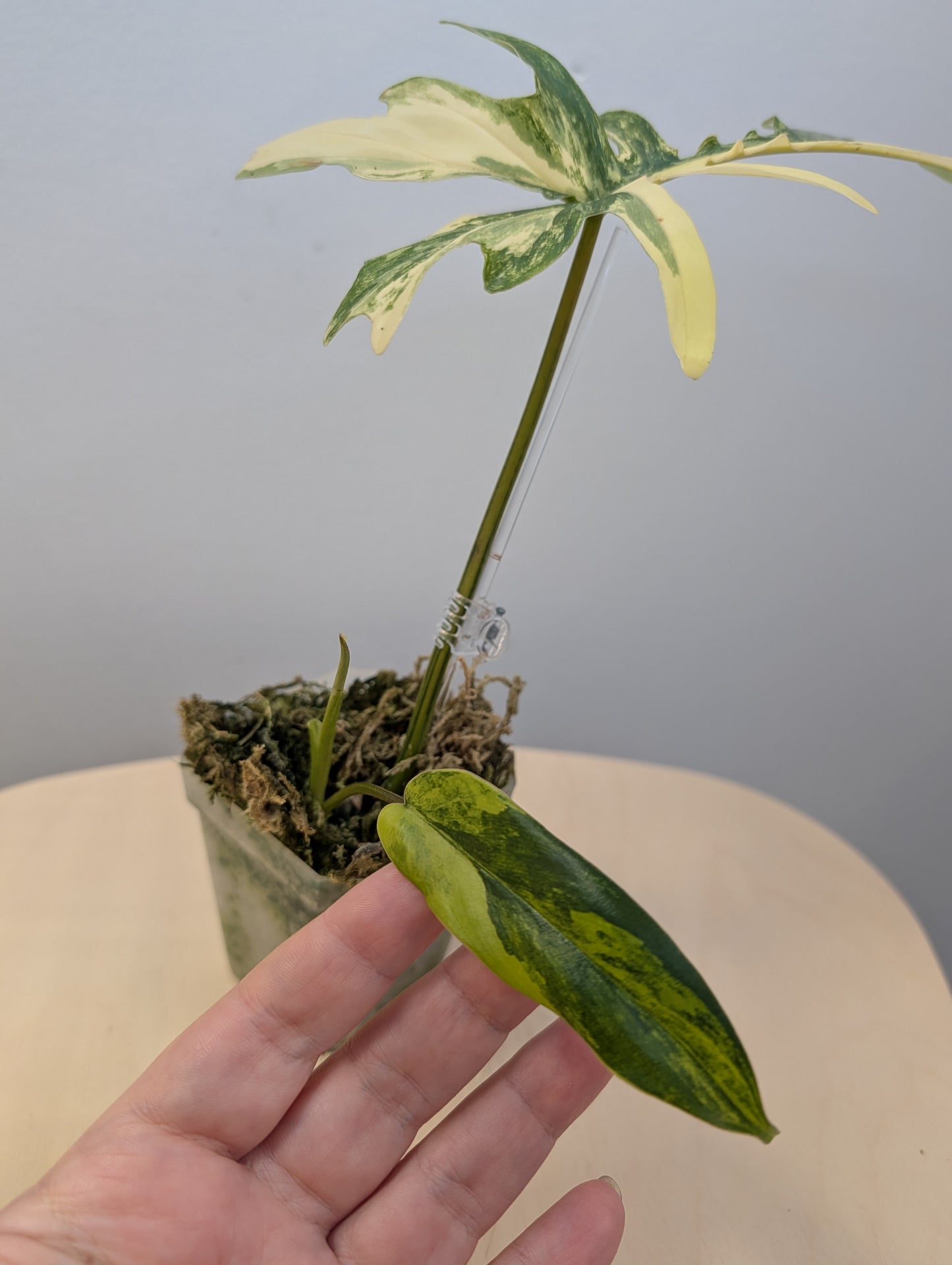 Philodendron Florida et Tortum panaché