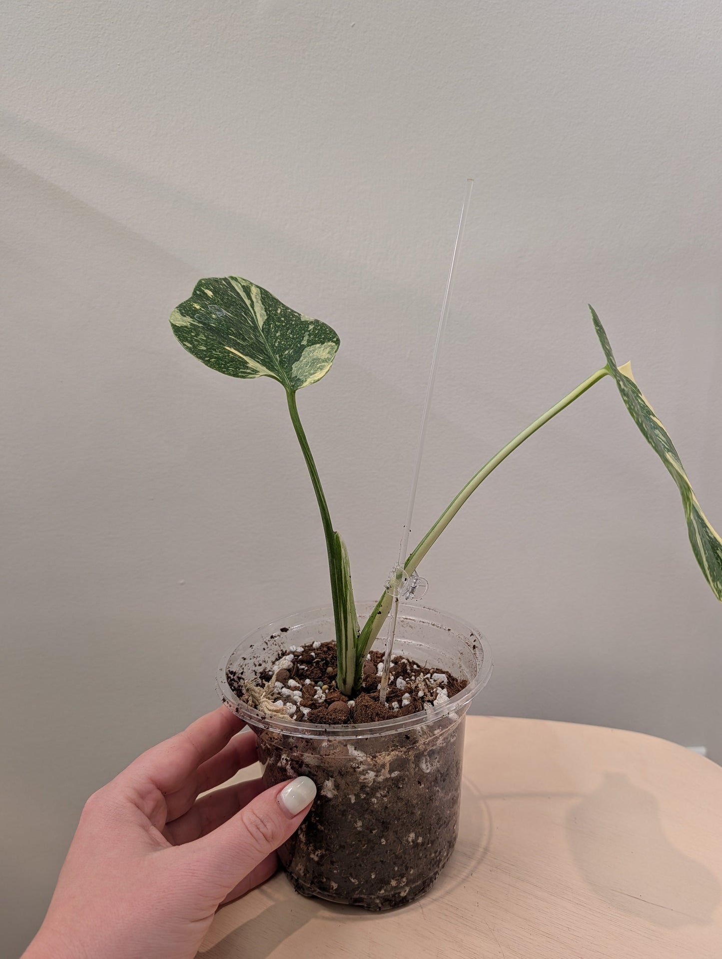 Monstera menthe panachée (véritable panachage menthe marbrée)