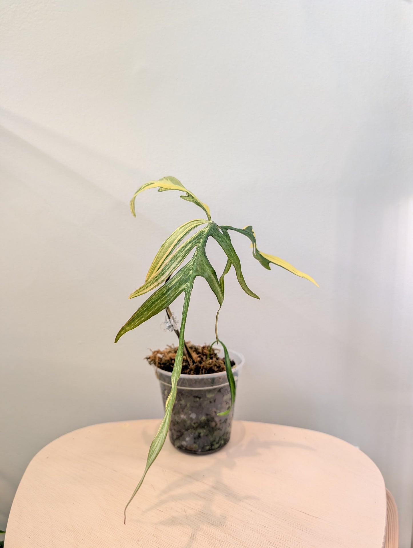 Philodendron Domesticum variegated