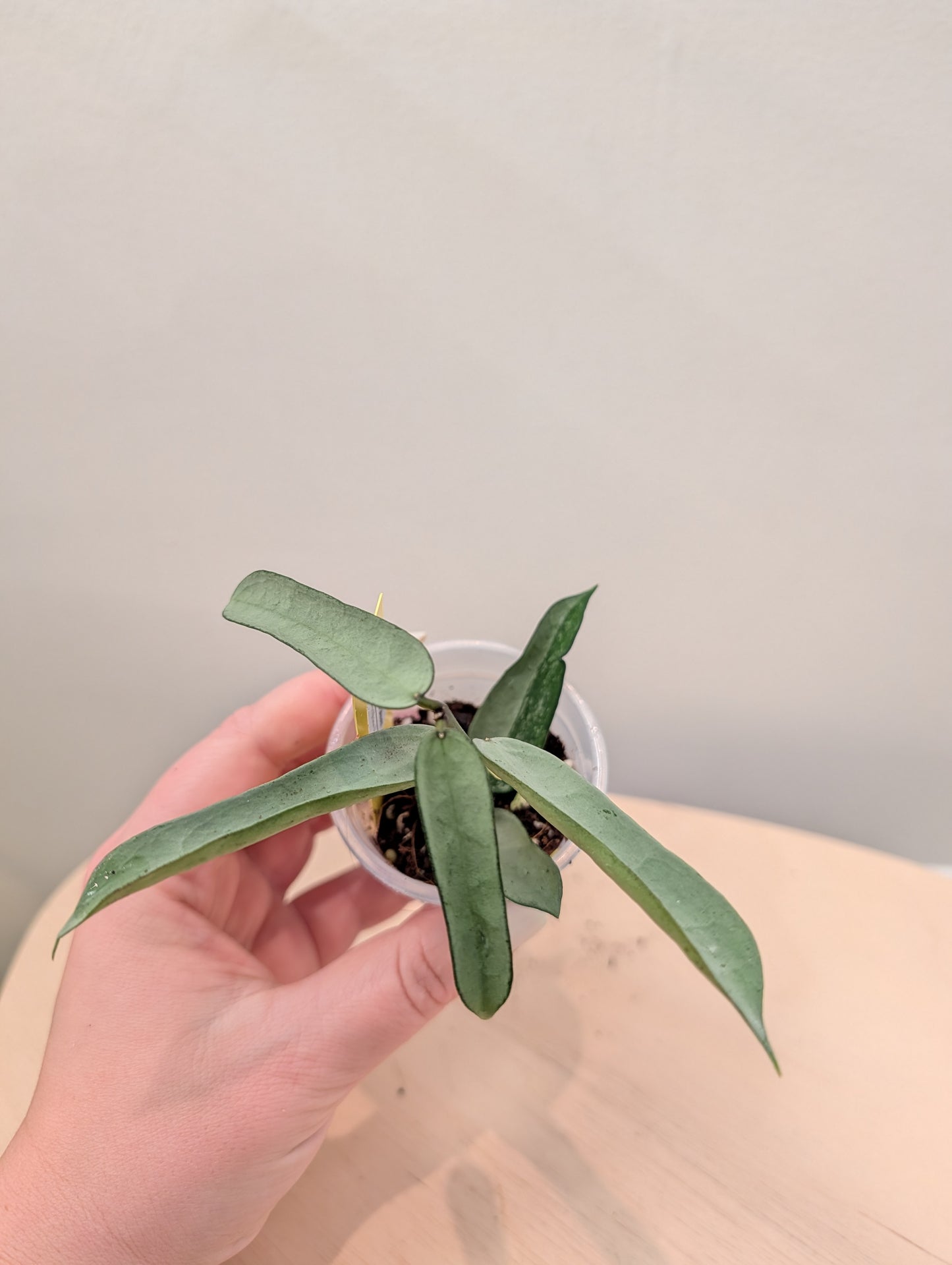 Hoya pandurata argent