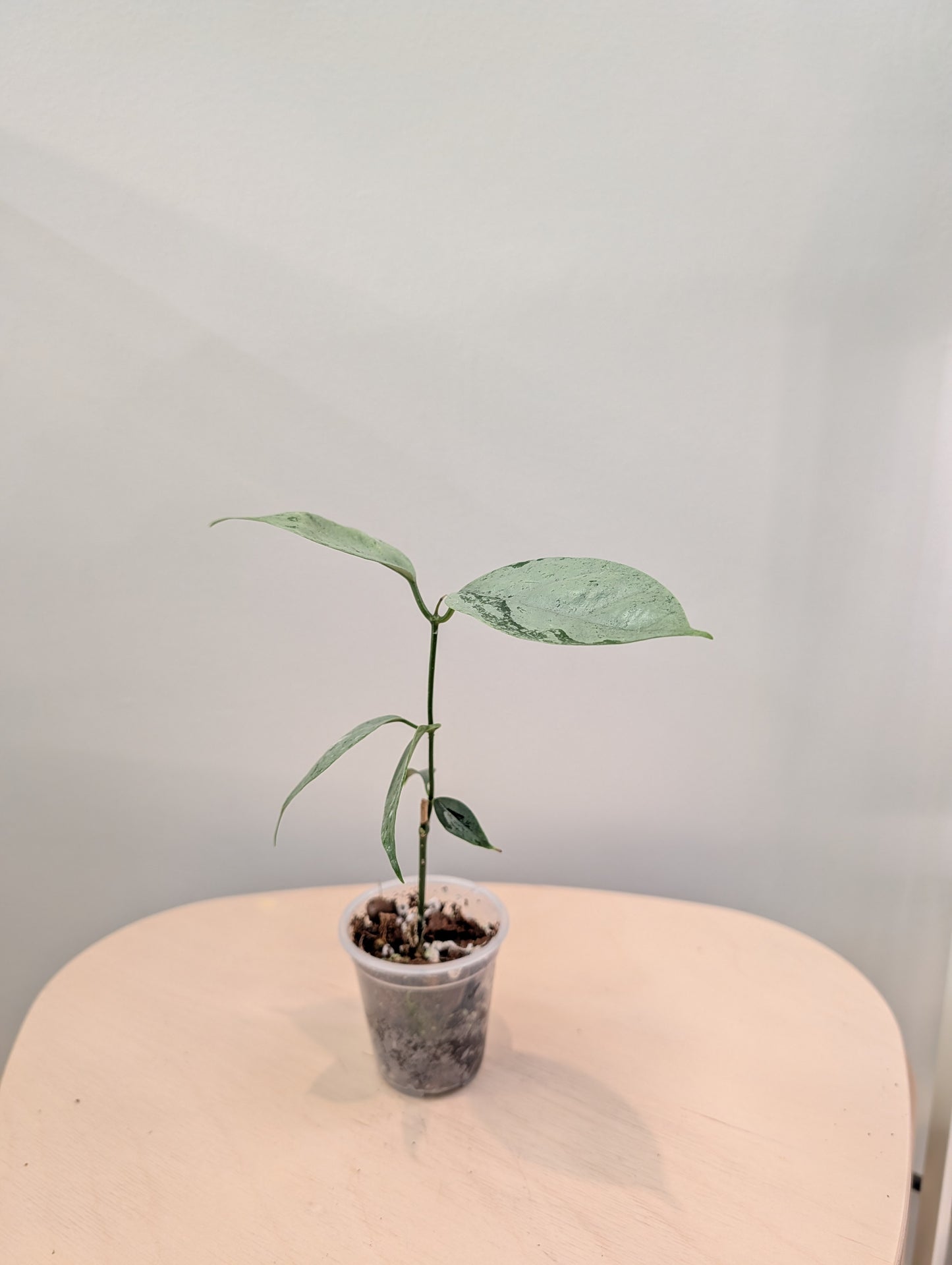 Hoya Coriacea argentée, deux points de croissance