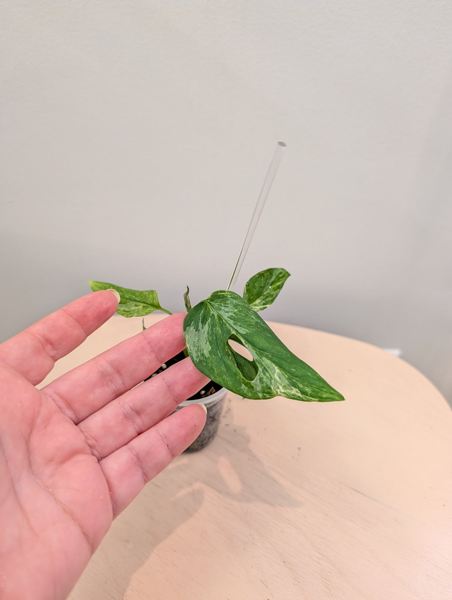 Monstera Adansonii mint
