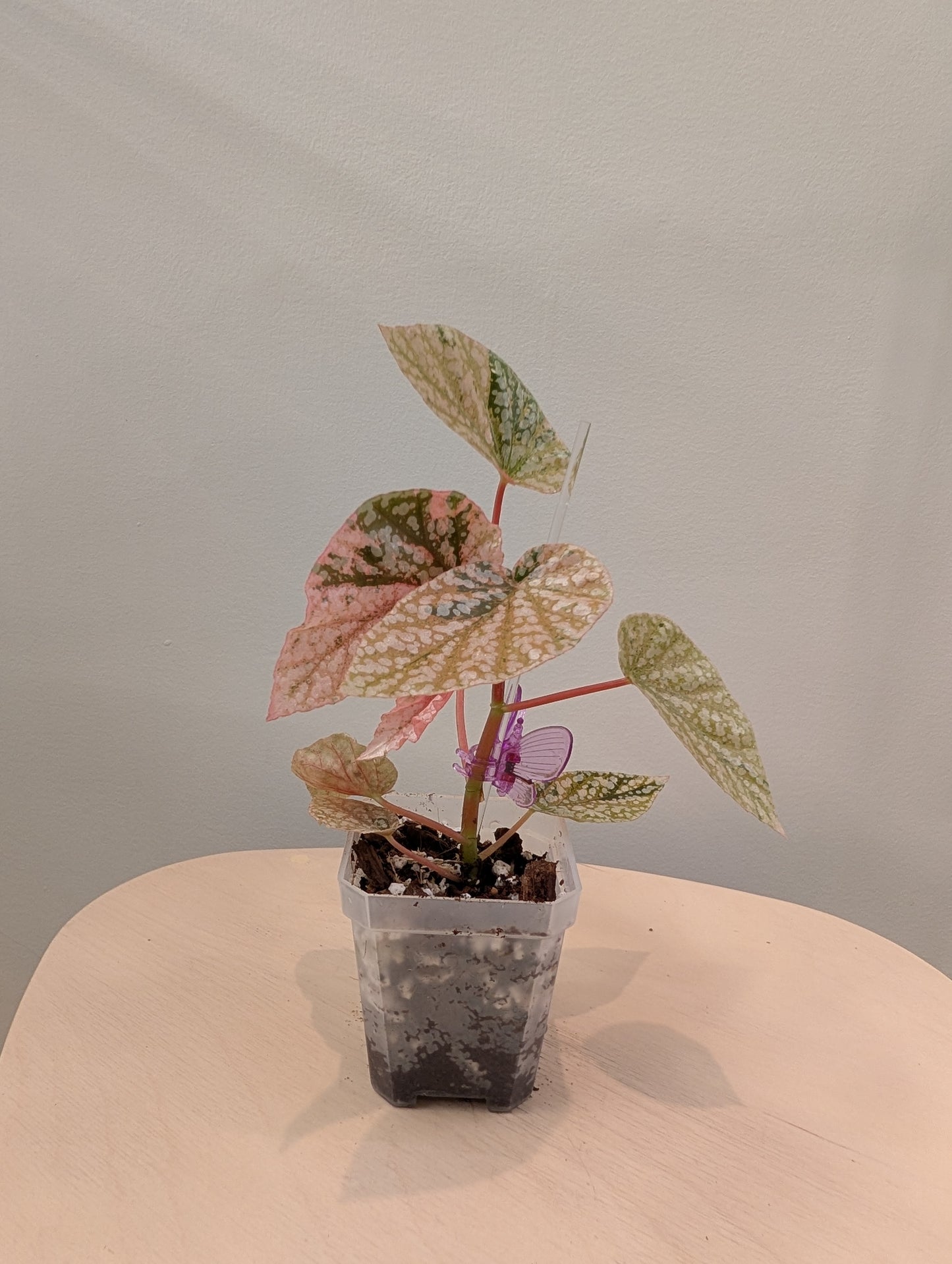 Begonia Snow Capped variegated
