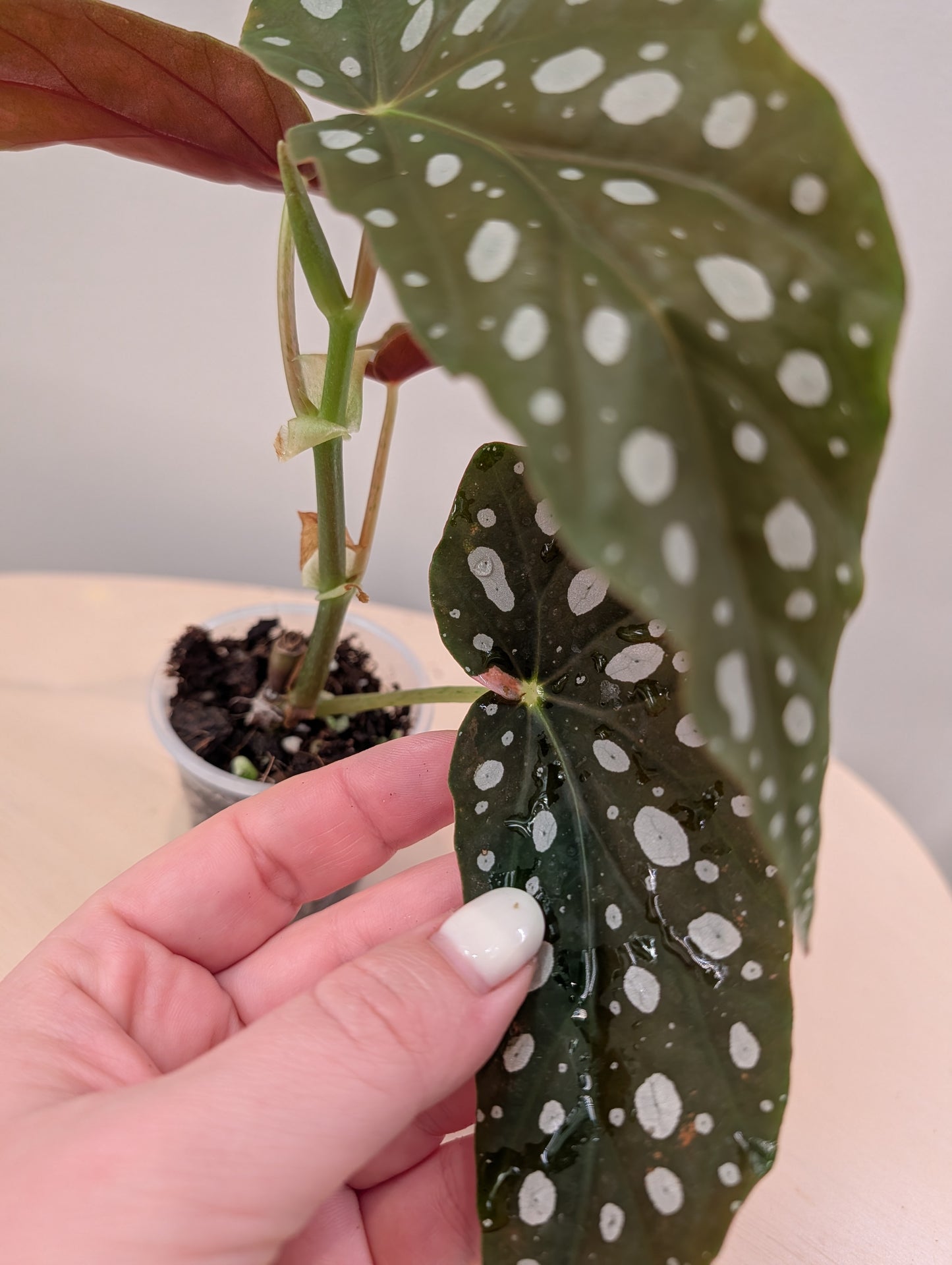 Bégonia Ginny / de plante panachée